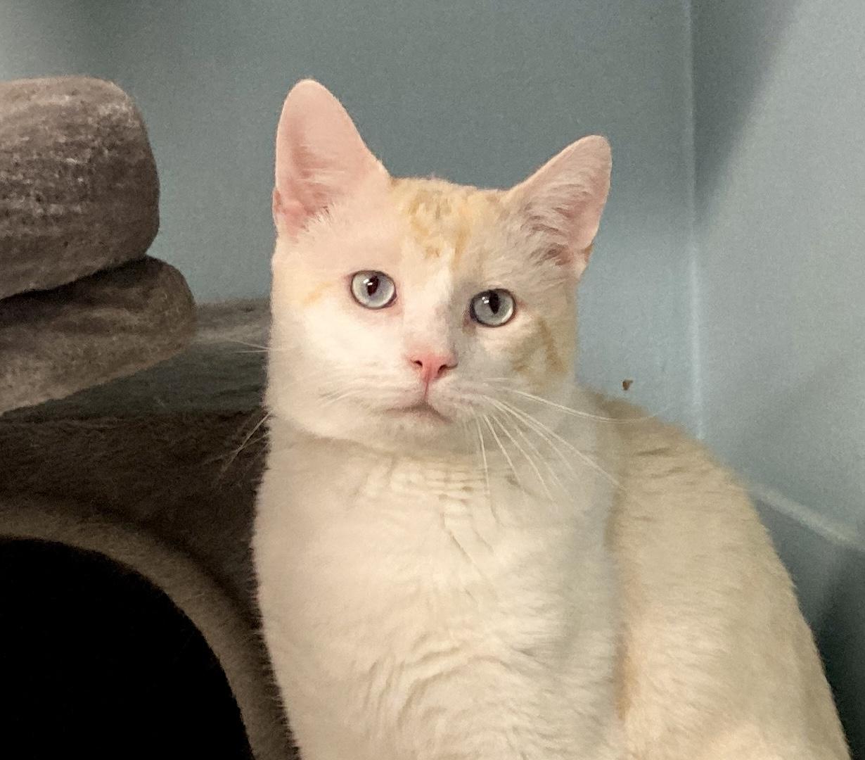 Macchiato, adoptable, Adult Male Tabby & Domestic Short Hair.