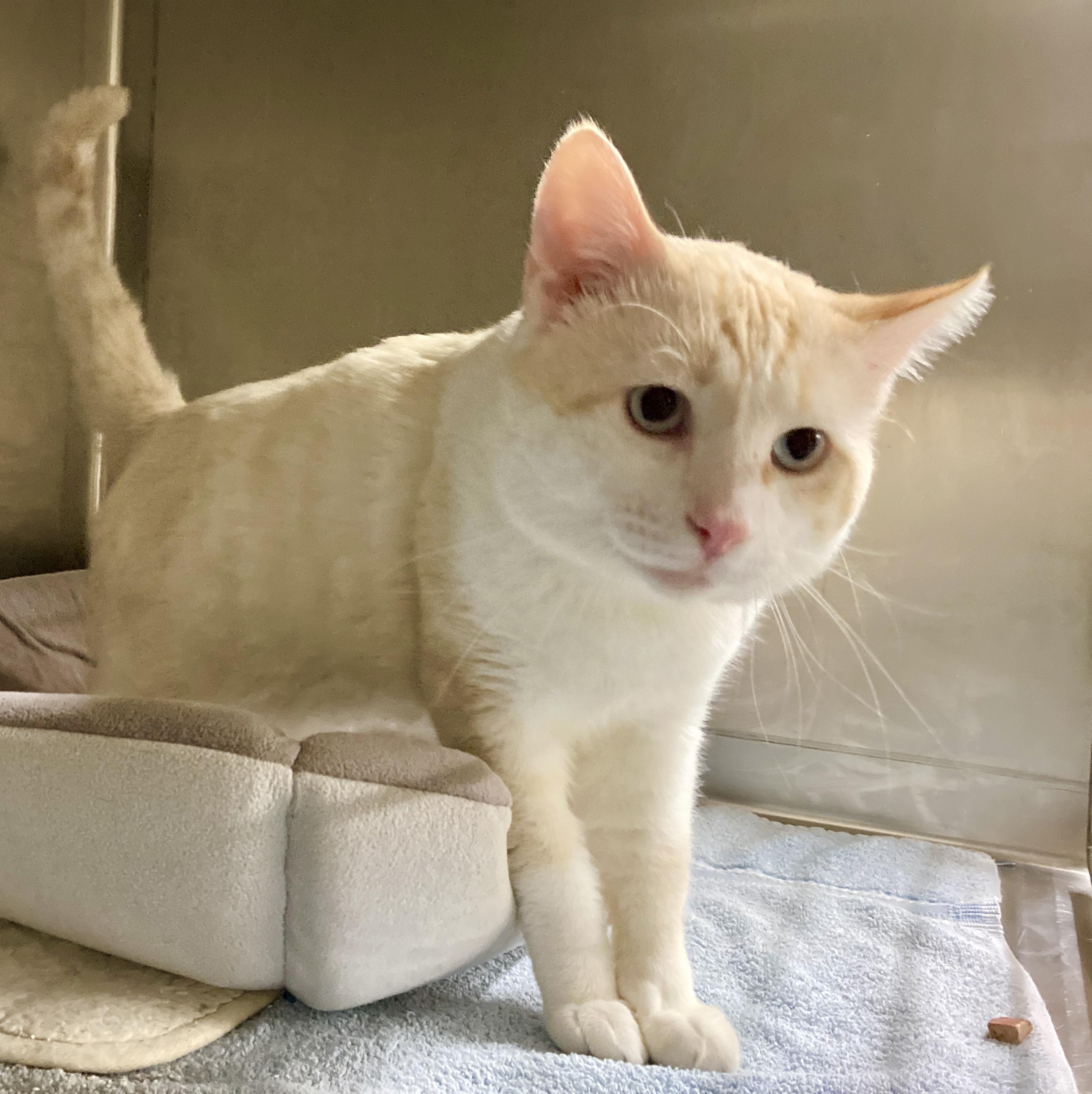 Macchiato, an adoptable mixed breed in Camp Pendleton, CA image 3/6