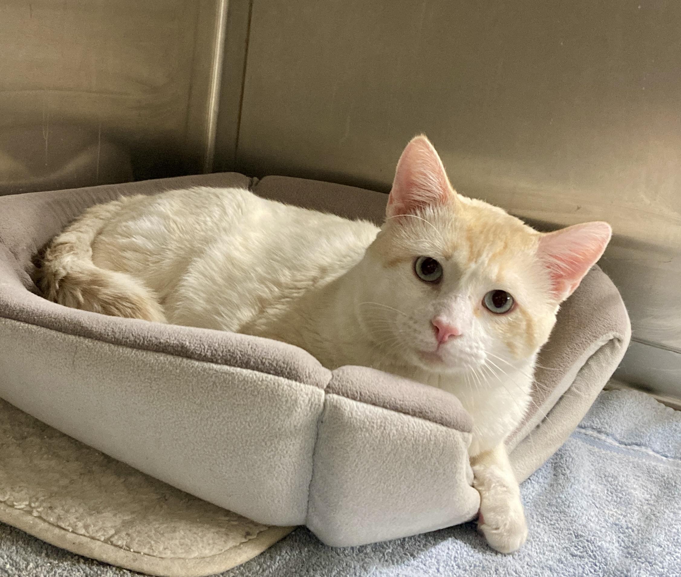 Macchiato, an adoptable mixed breed in Camp Pendleton, CA image 2/6