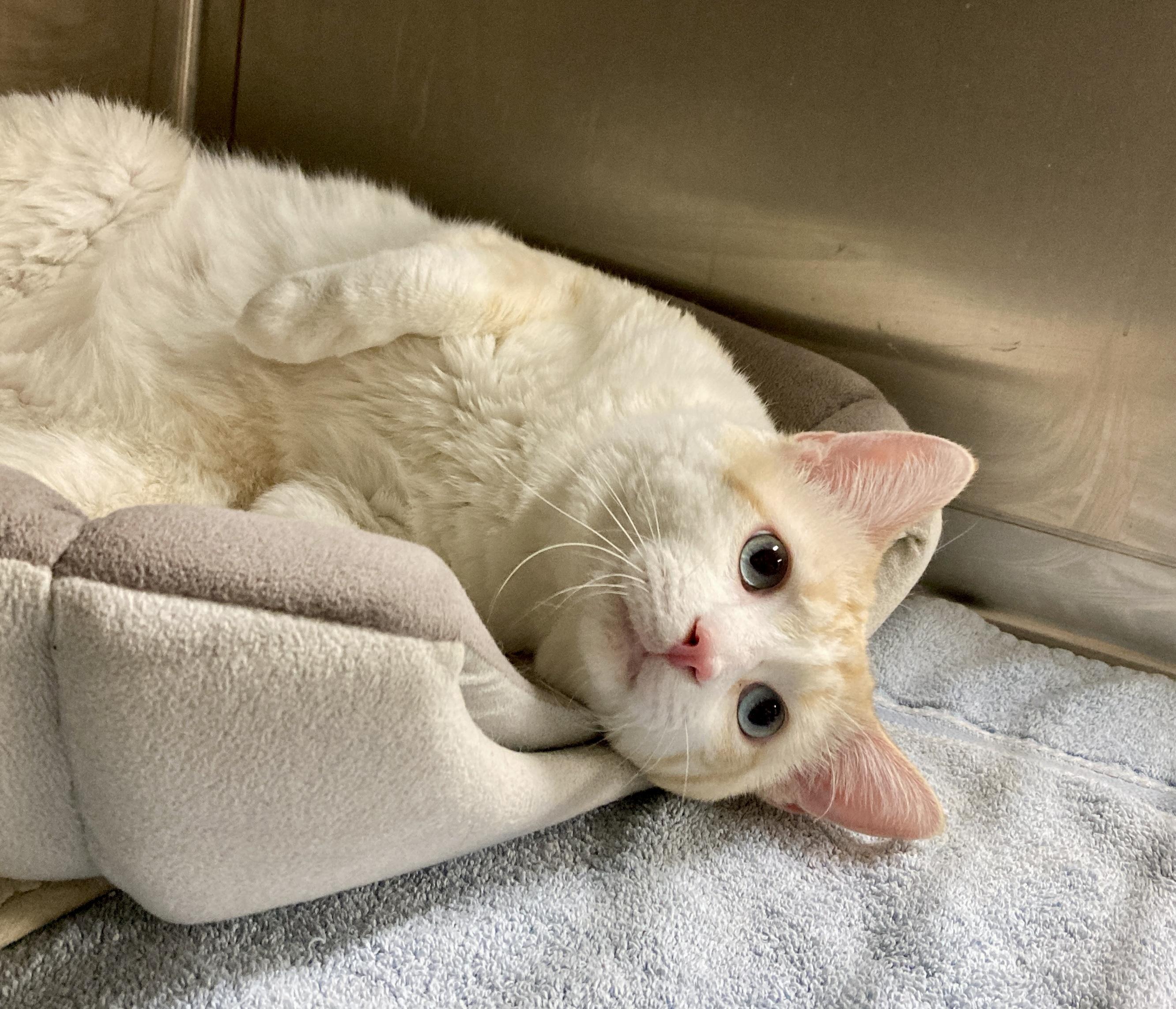 Macchiato, an adoptable mixed breed in Camp Pendleton, CA image 5/6