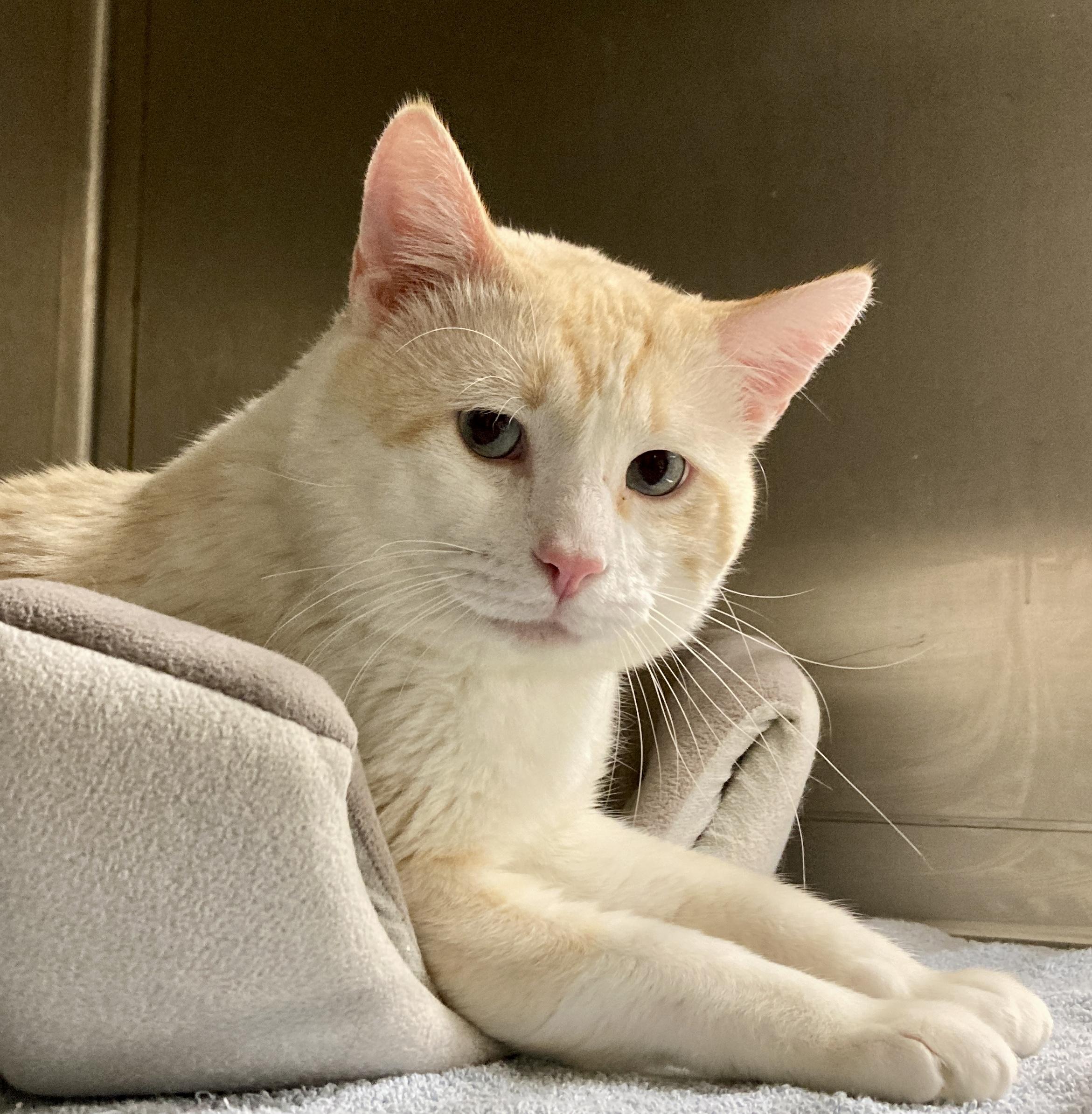 Macchiato, an adoptable mixed breed in Camp Pendleton, CA image 1/6