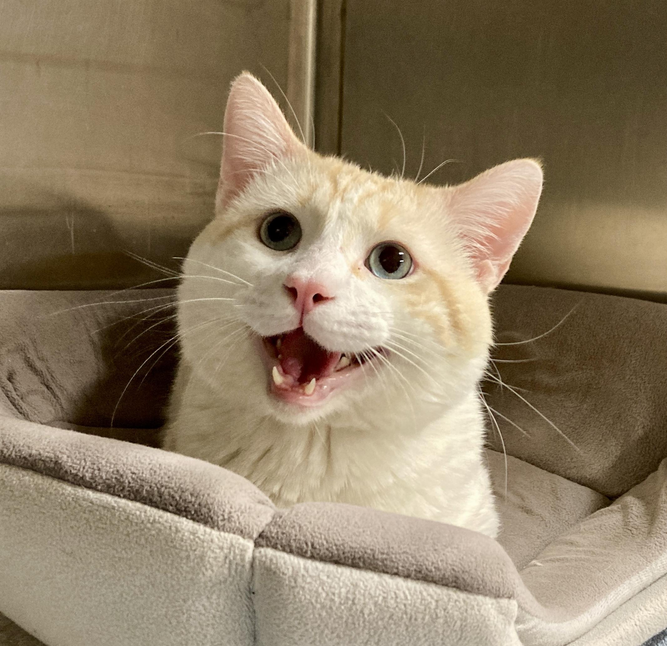 Macchiato, an adoptable mixed breed in Camp Pendleton, CA image 6/6