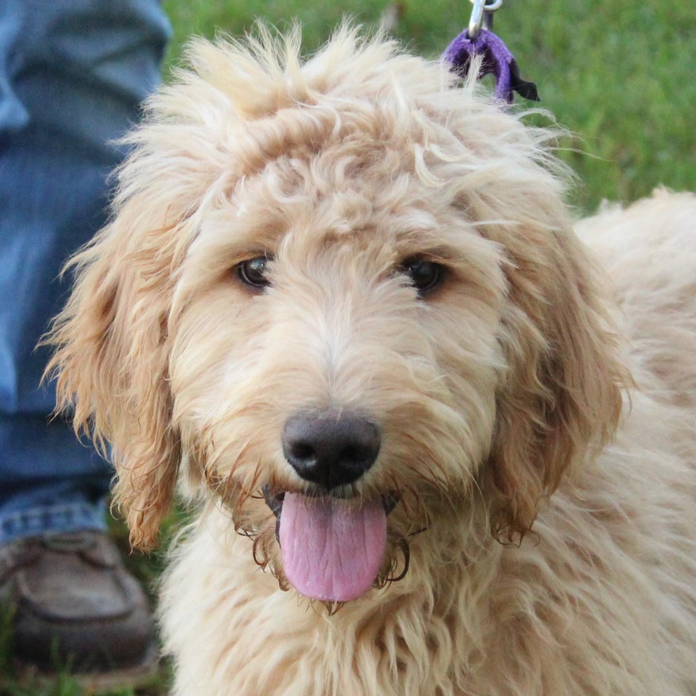 Enlarge Deucy, a Adopted Goldendoodle in Eaton, OH image 1/6