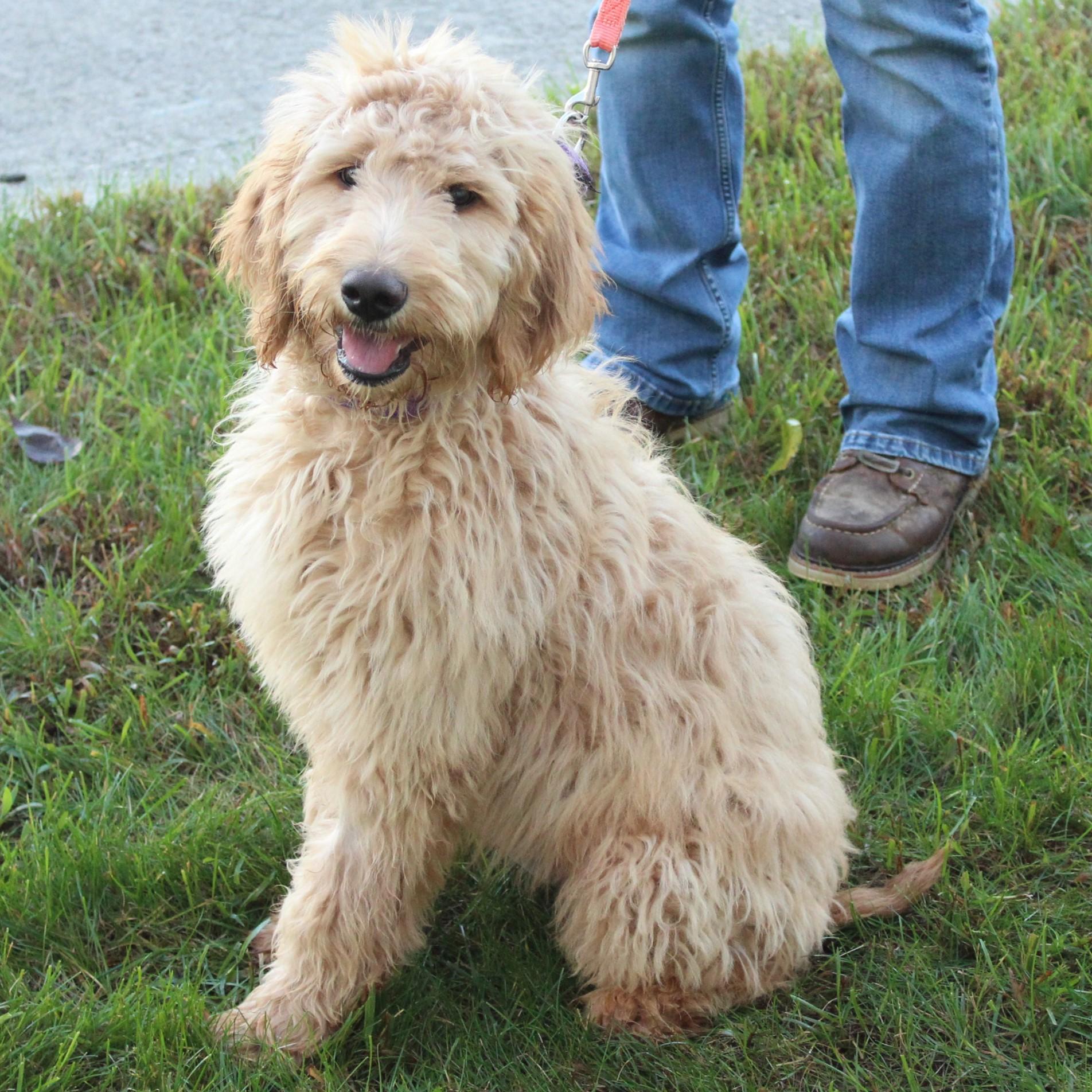 Enlarge Deucy, a Adopted Goldendoodle in Eaton, OH image 5/6