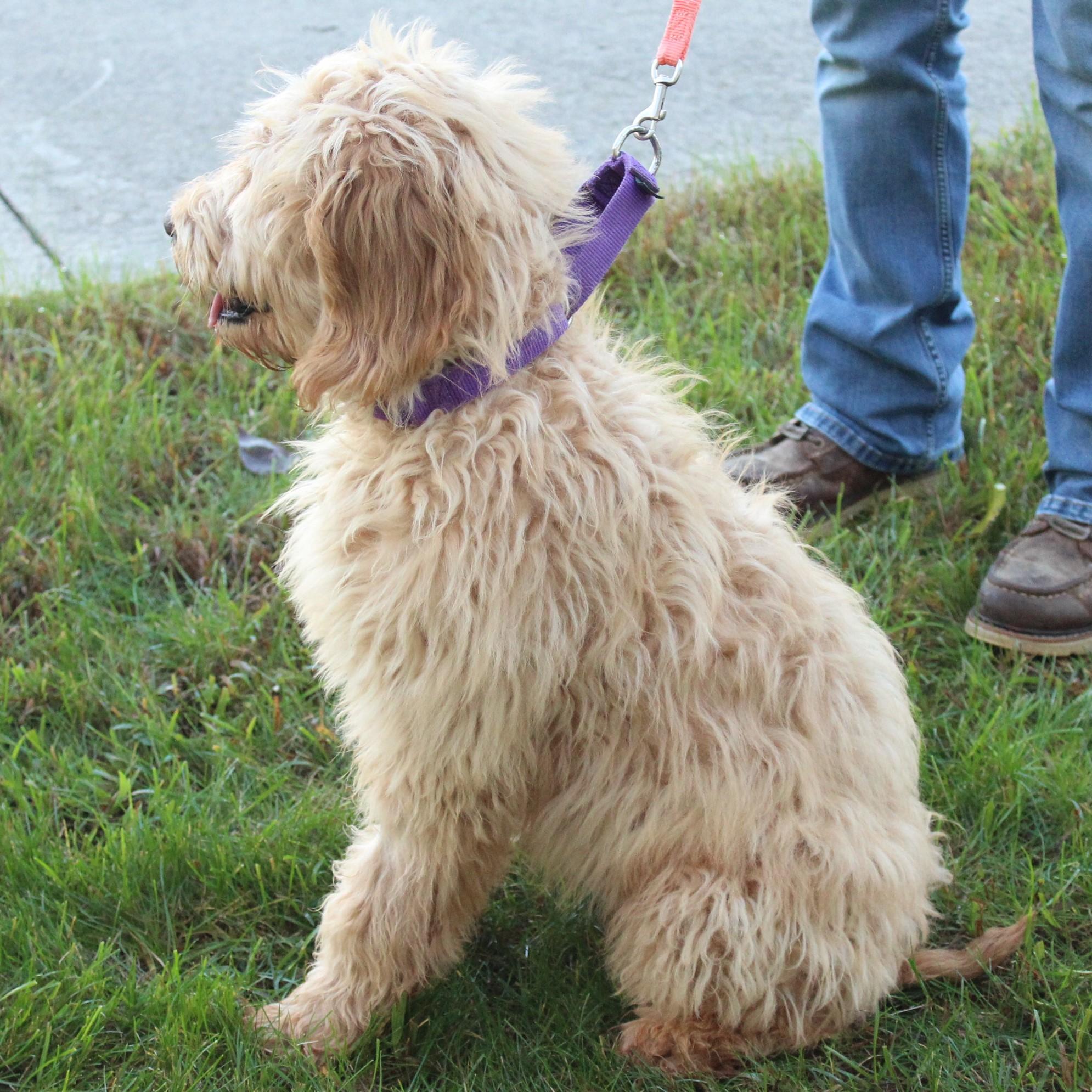Enlarge Deucy, a Adopted Goldendoodle in Eaton, OH image 6/6