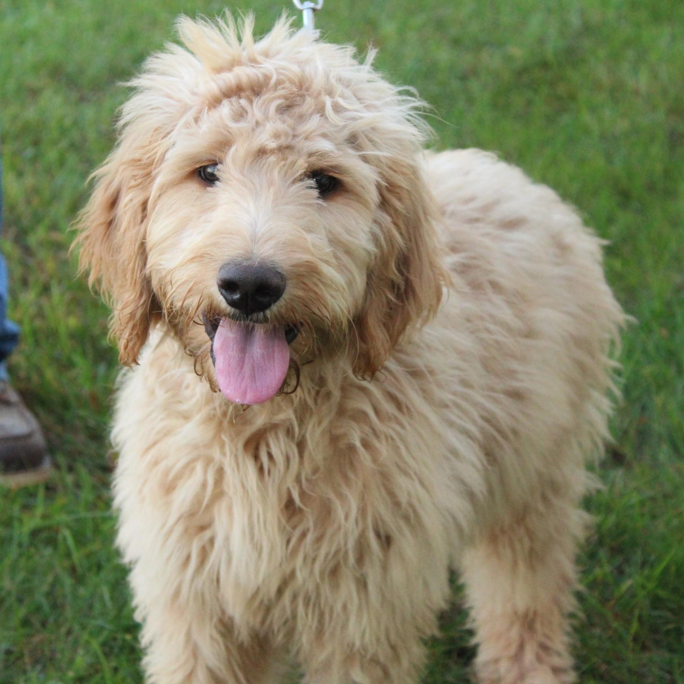 Enlarge Deucy, a Adopted Goldendoodle in Eaton, OH image 2/6