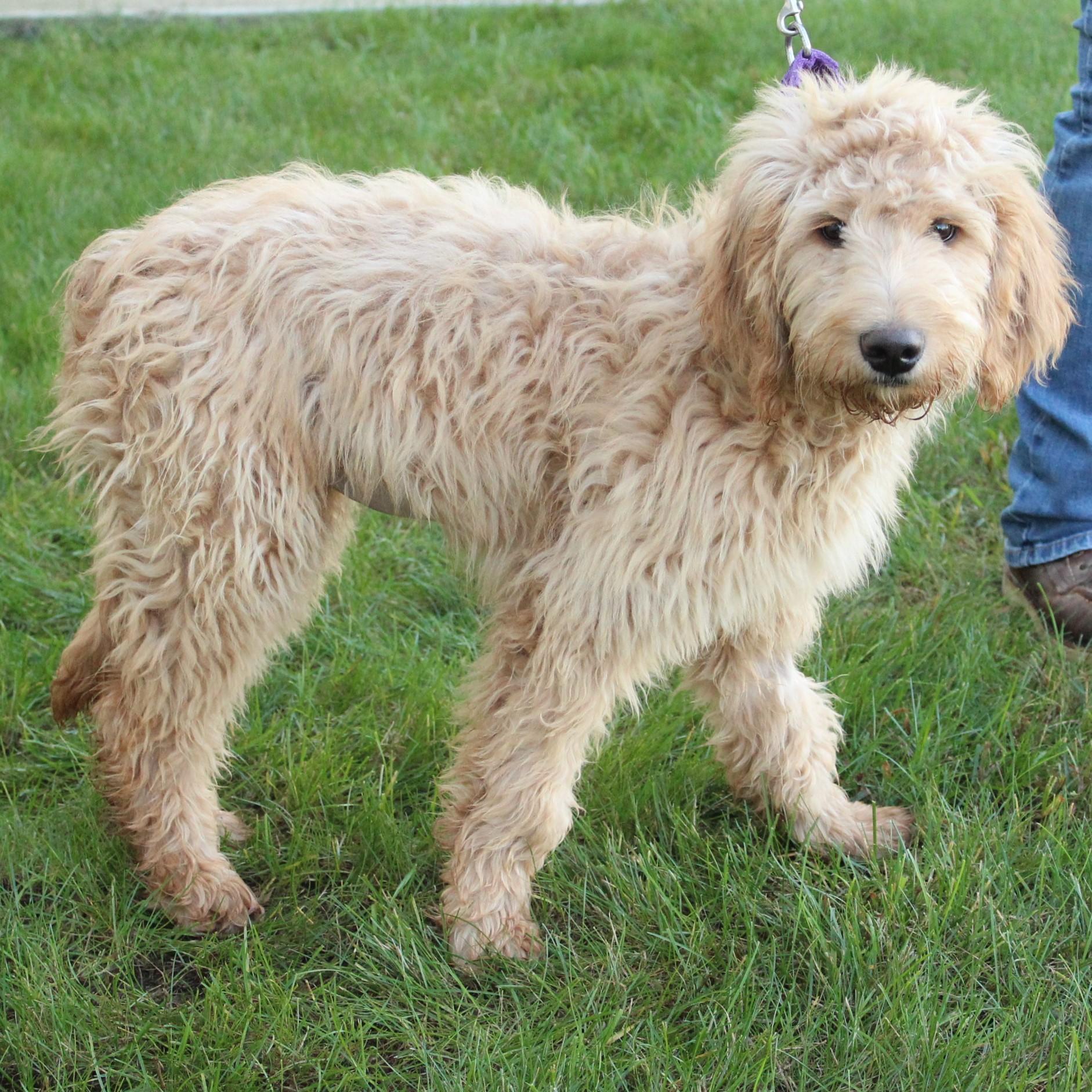 Enlarge Deucy, a Adopted Goldendoodle in Eaton, OH image 4/6