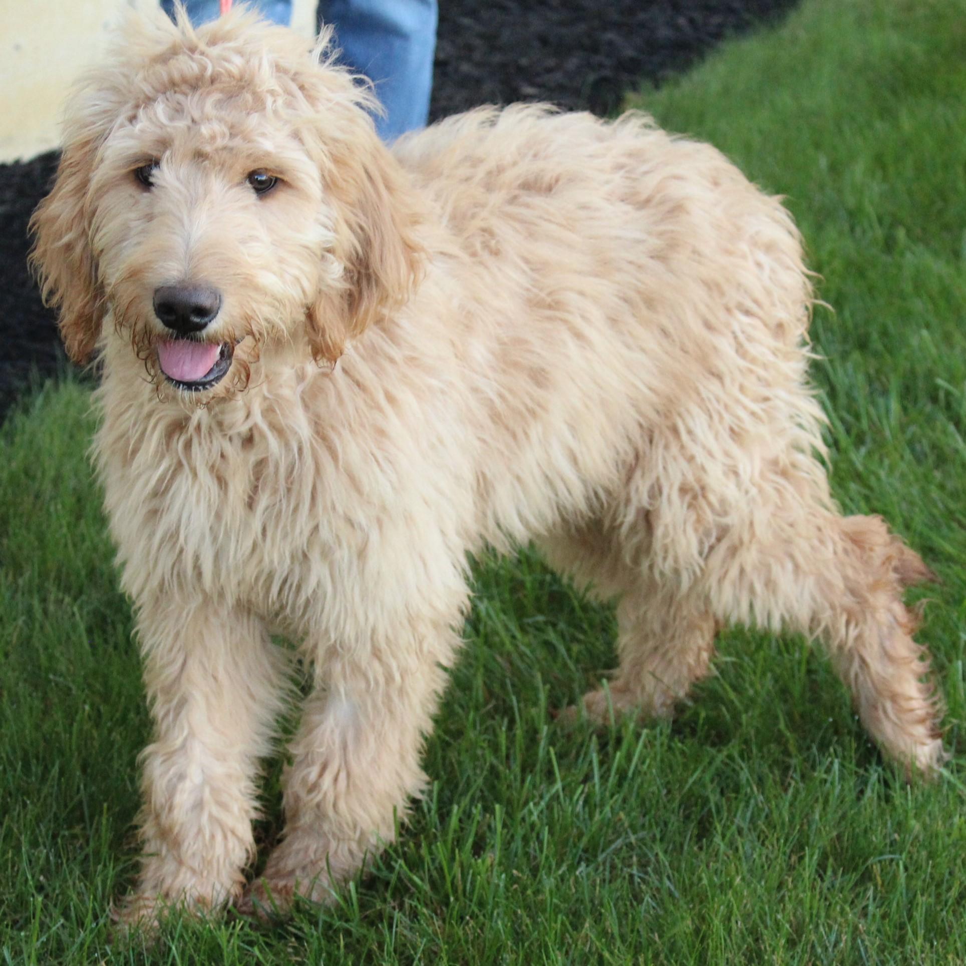Enlarge Deucy, a Adopted Goldendoodle in Eaton, OH image 3/6