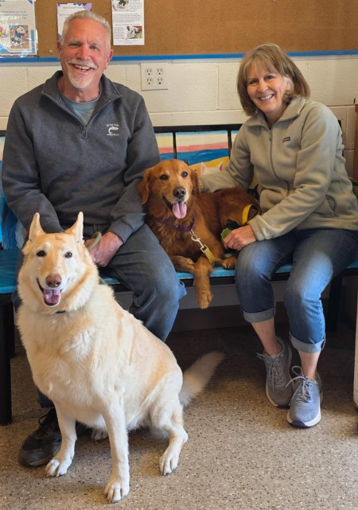 Enlarge Rusty, a Adopted Golden Retriever in Gold Beach, OR image 1/2