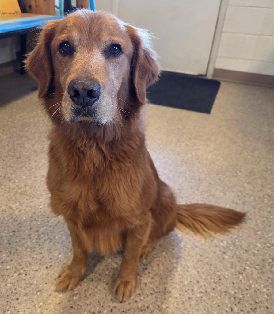 Enlarge Rusty, a Adoptable Golden Retriever in Gold Beach, OR image 1/1