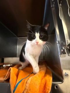 Marlin, Adoptable, Adult Male Domestic Short Hair & Domestic Short Hair.