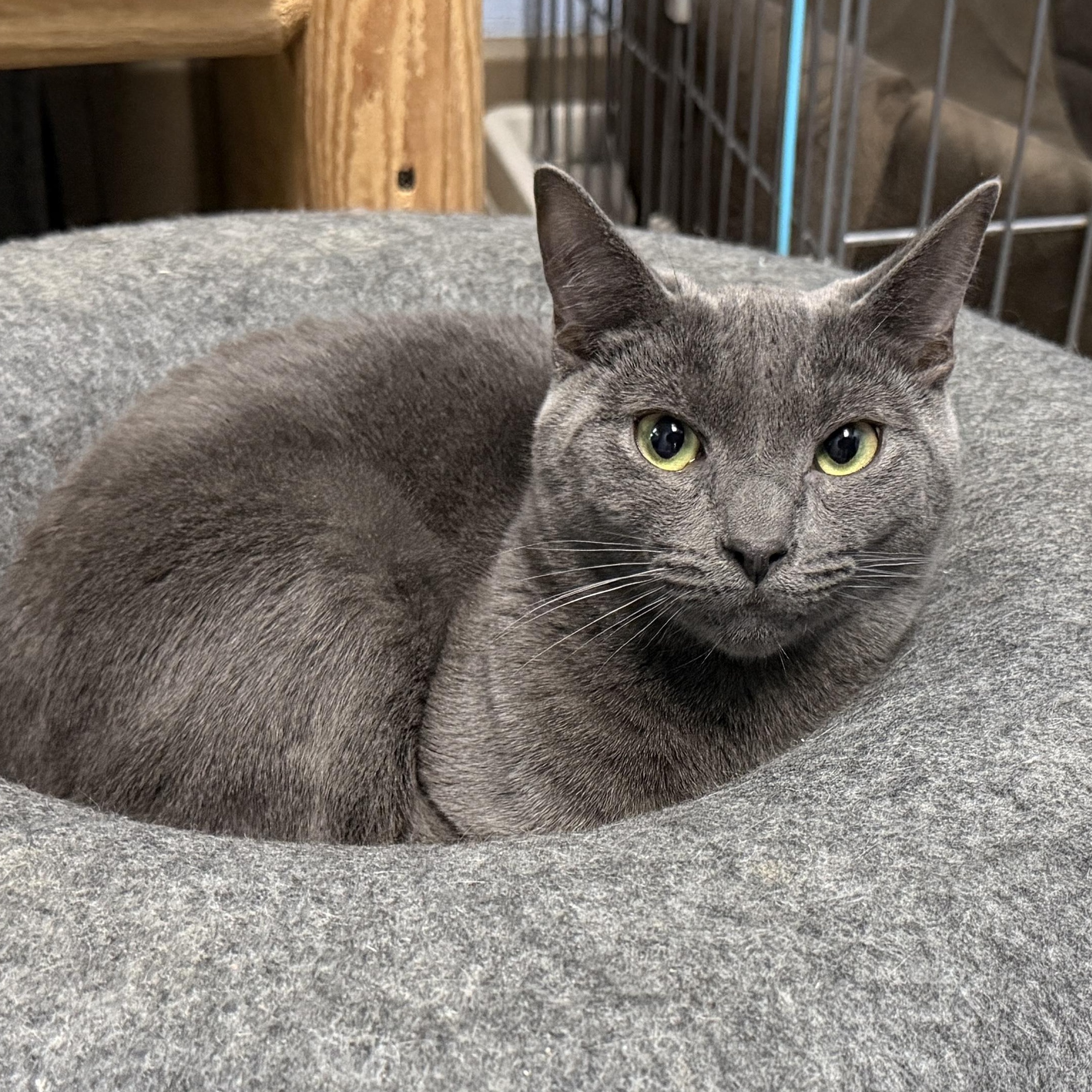 Enlarge Miso, a Adoptable Domestic Short Hair in Wantagh, NY image 1/2