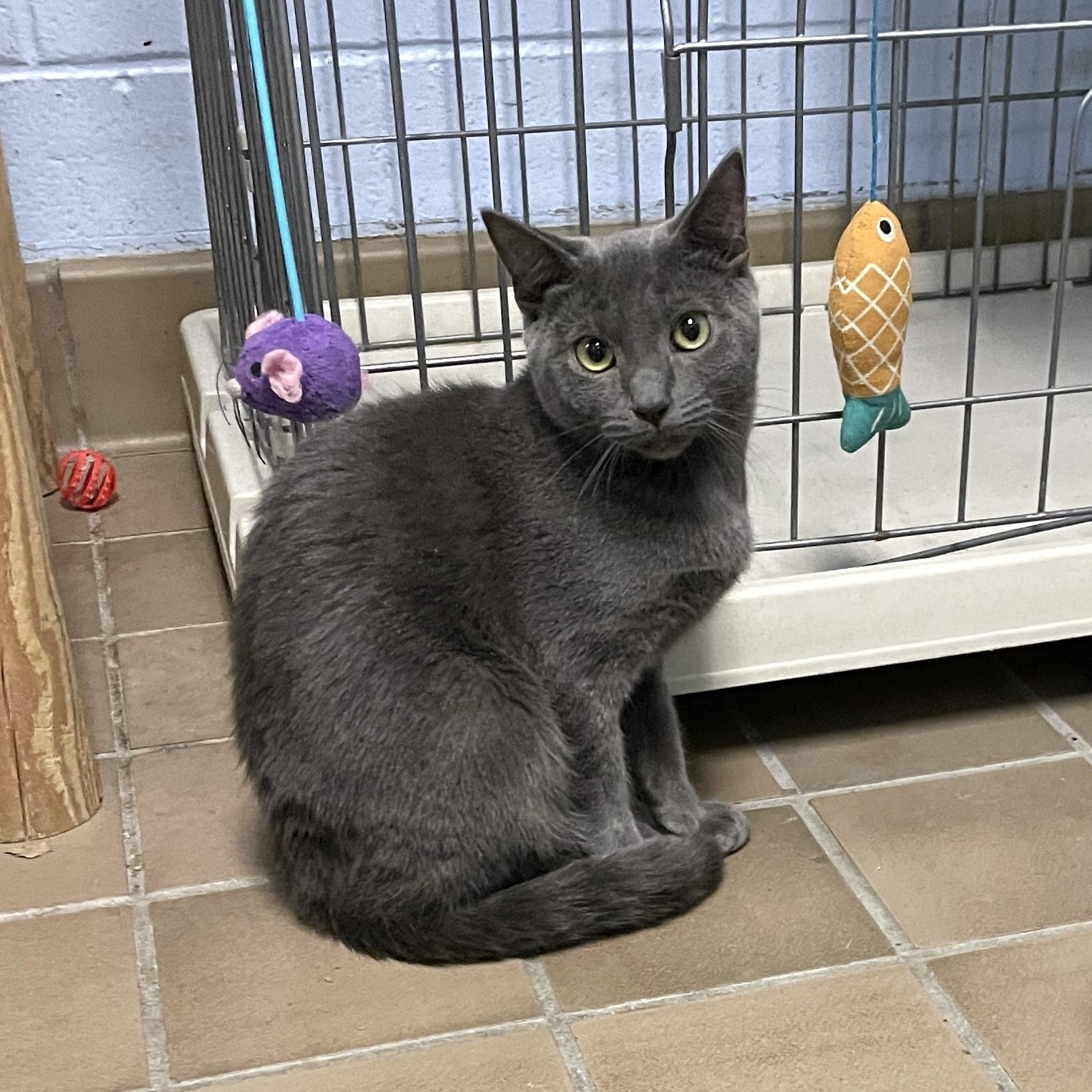 Enlarge Miso, a Adoptable Domestic Short Hair in Wantagh, NY image 1/1