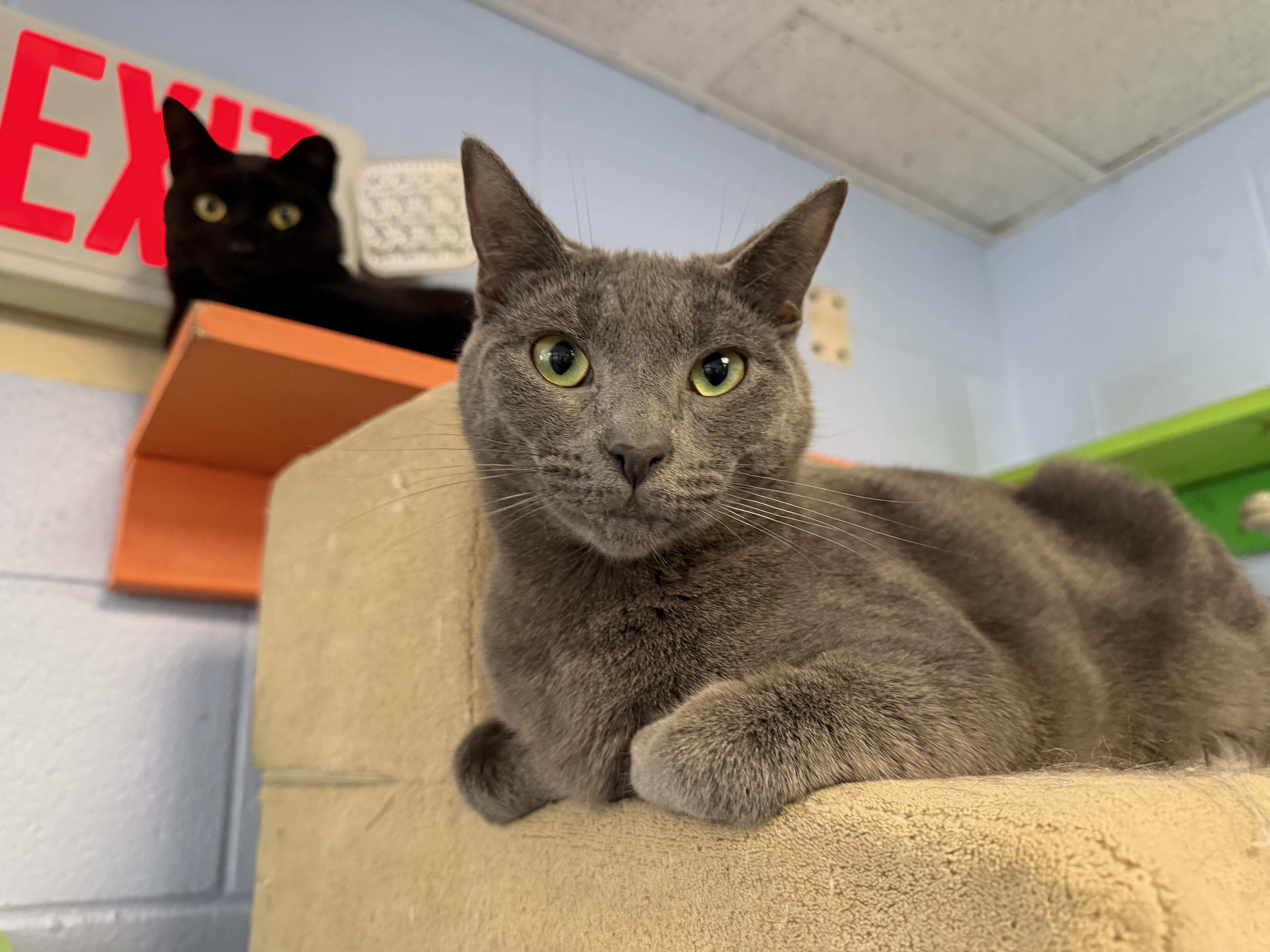 Enlarge Miso, a Adoptable Domestic Short Hair in Wantagh, NY image 1/3