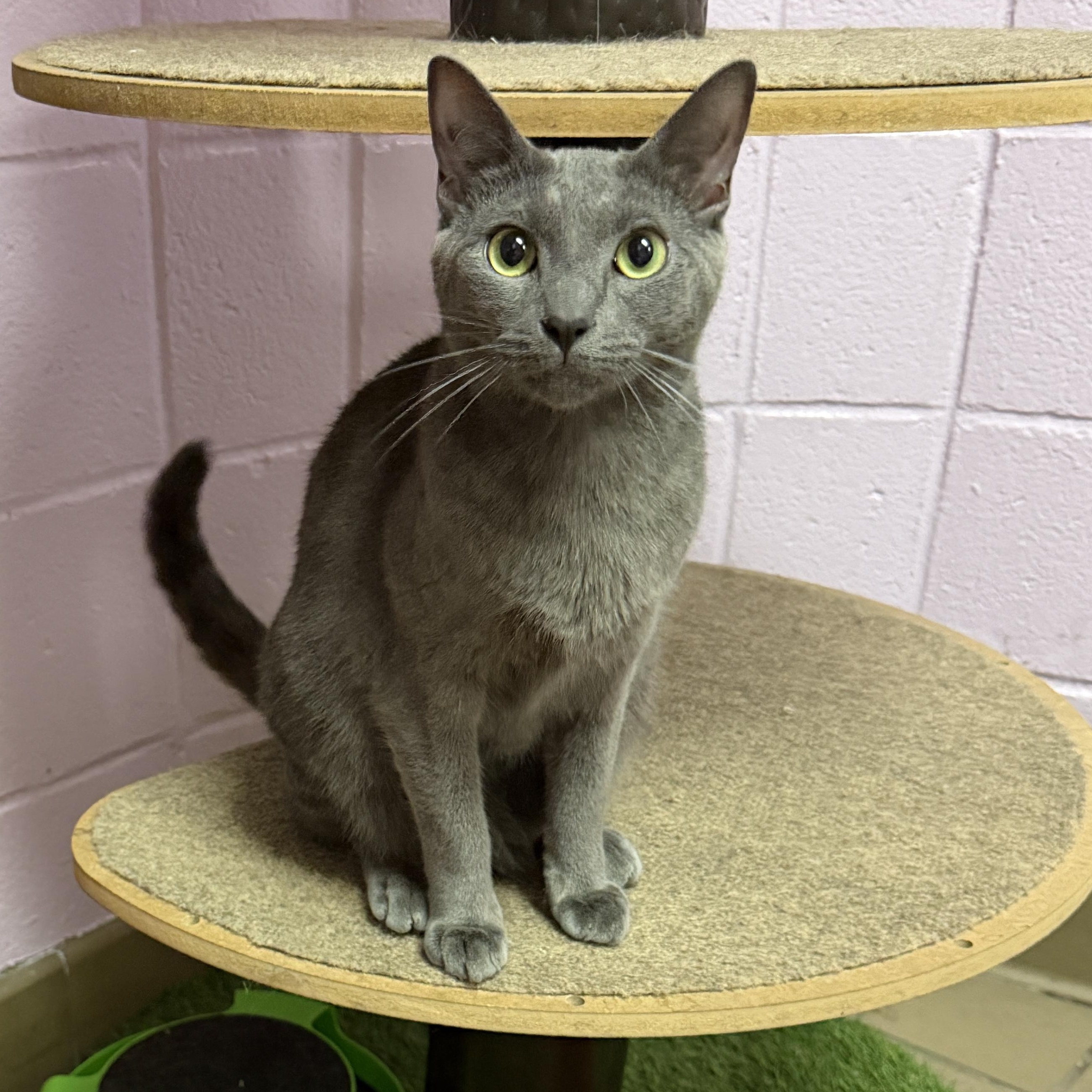 Miso, Adoptable, Young Male Domestic Short Hair.