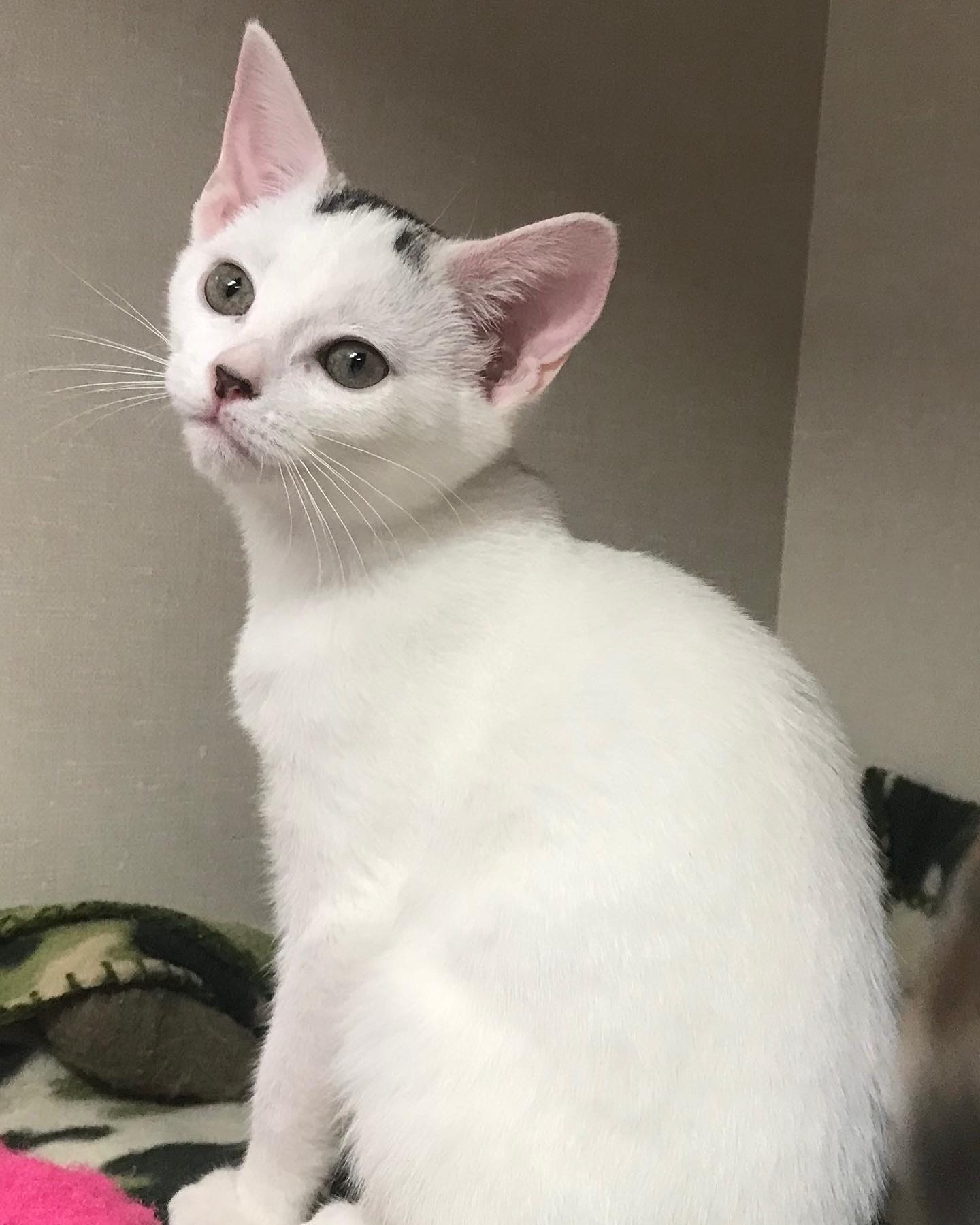 ***Kittens***, Adoptable, Kitten Female Domestic Short Hair.