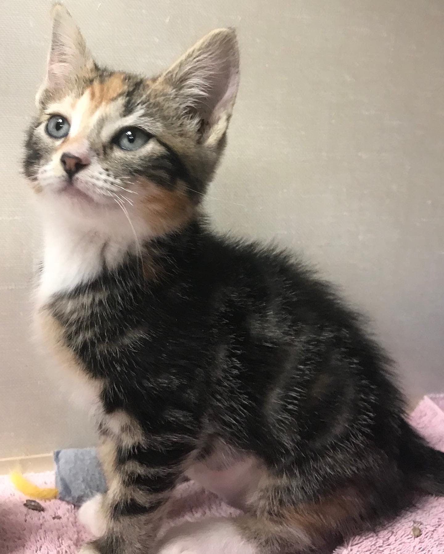 ***Kittens*** — thumbnail 2