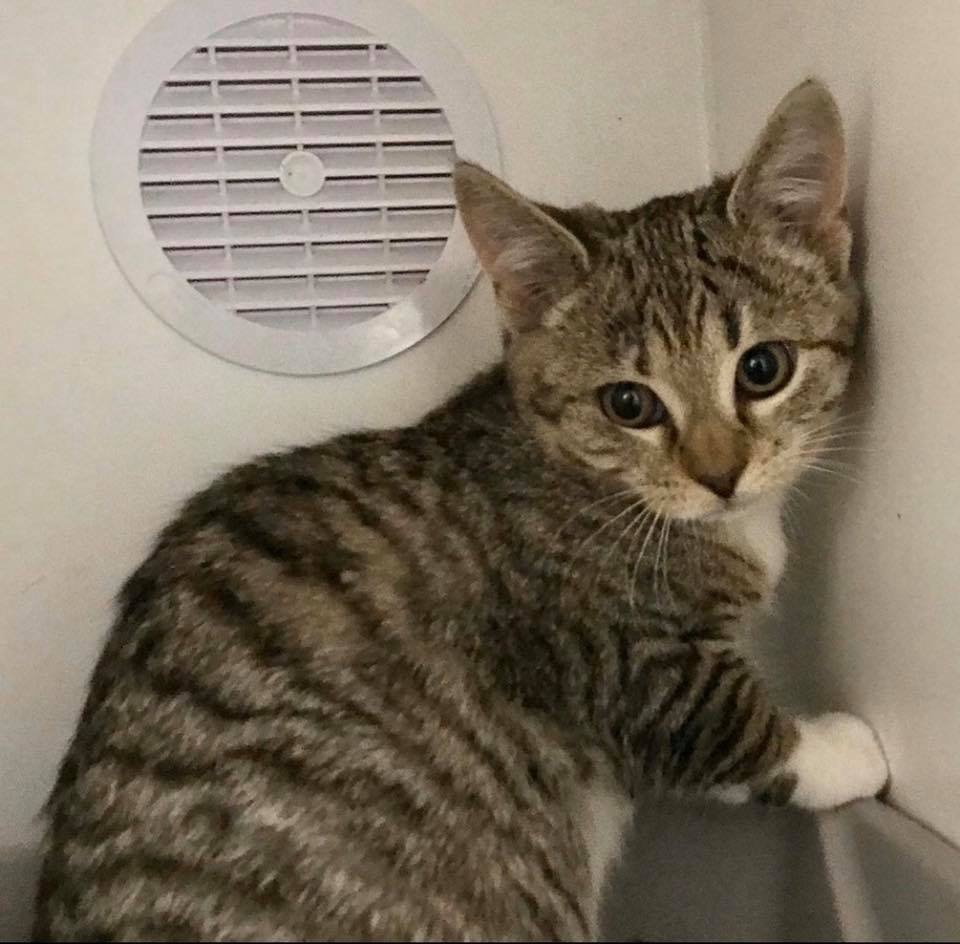 ***Kittens***, a Adoptable mixed breed in Smithtown, NY image 3/12