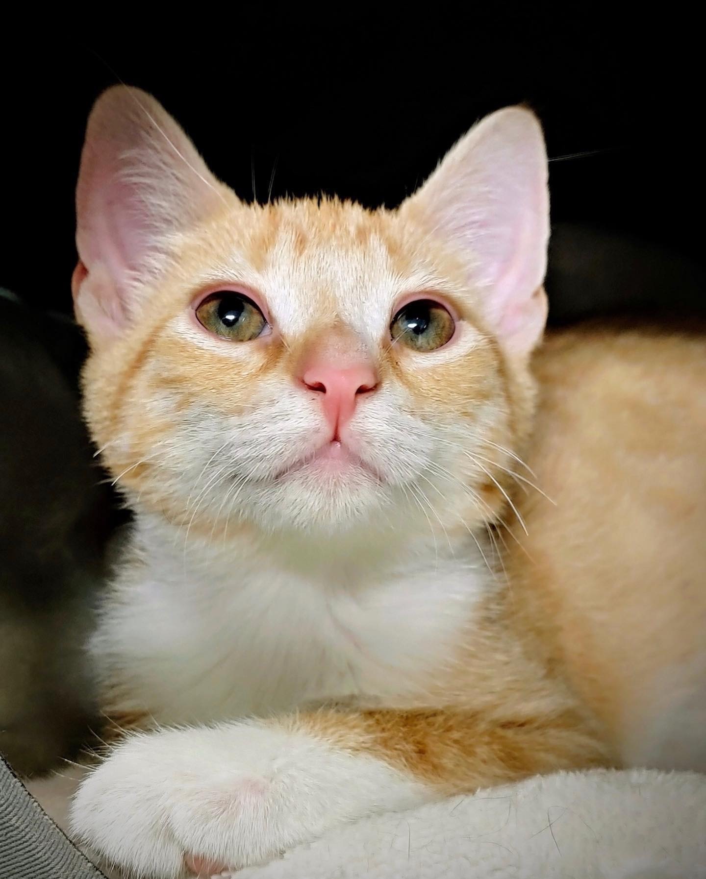 ***Kittens***, a Adoptable mixed breed in Smithtown, NY image 4/12
