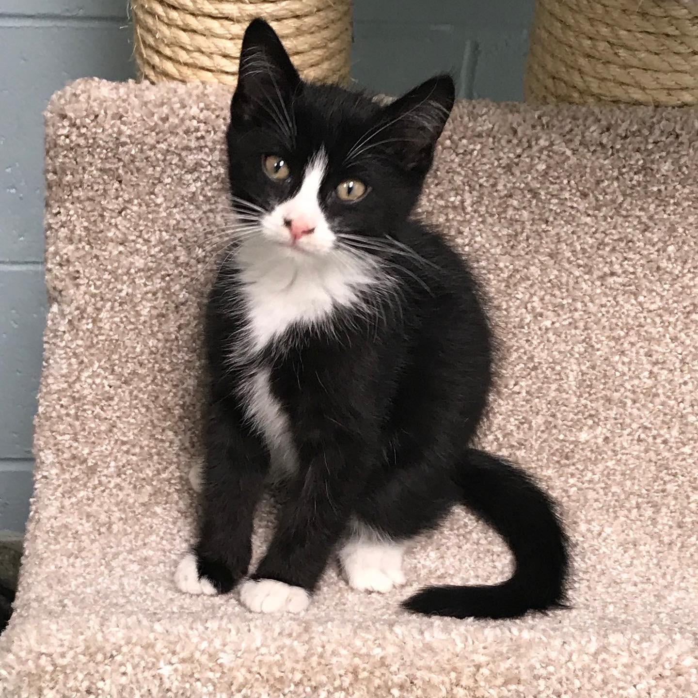 ***Kittens***, a Adoptable mixed breed in Smithtown, NY image 5/12