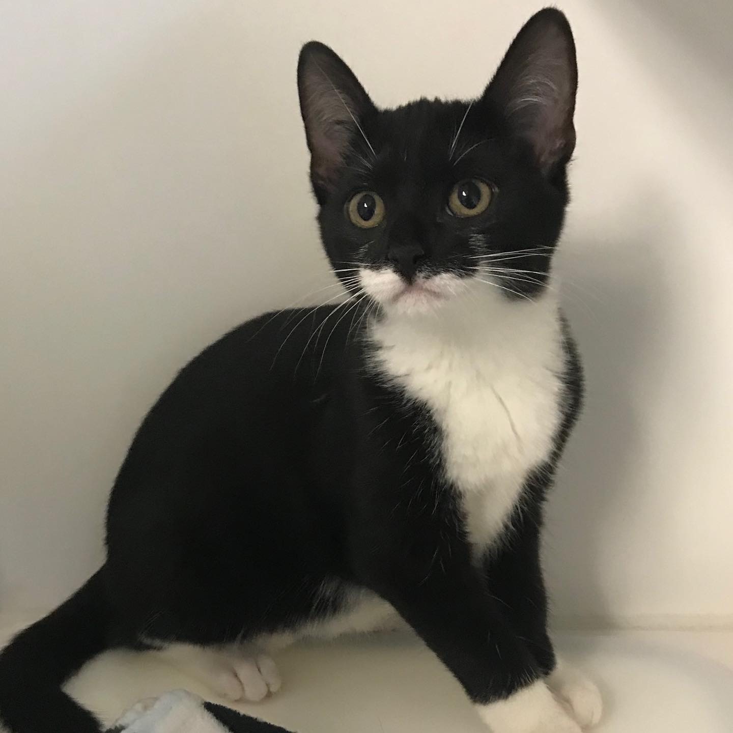 ***Kittens*** — thumbnail 6