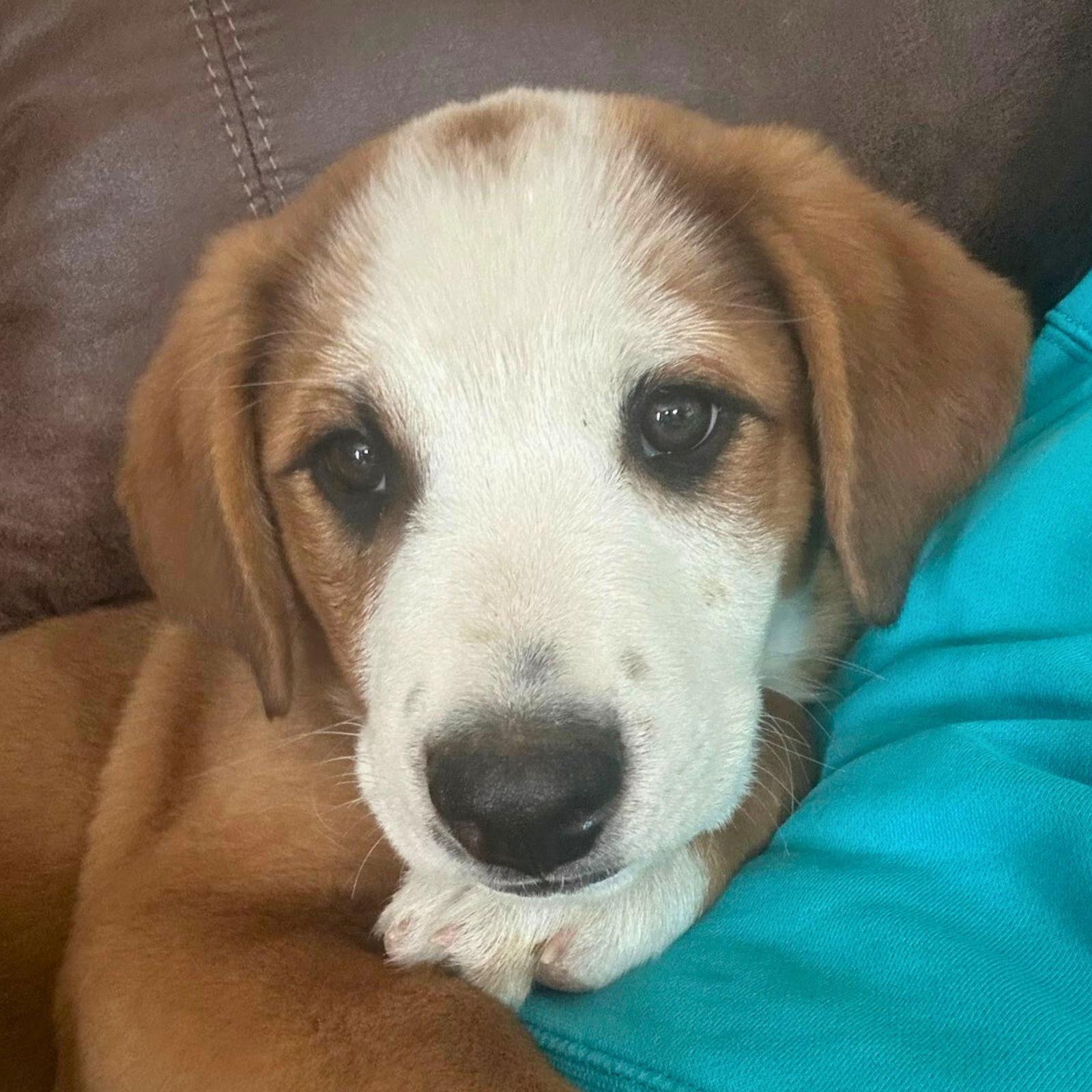 Enlarge Ty, a Adoptable Mixed Breed in Laramie, WY image 2/3