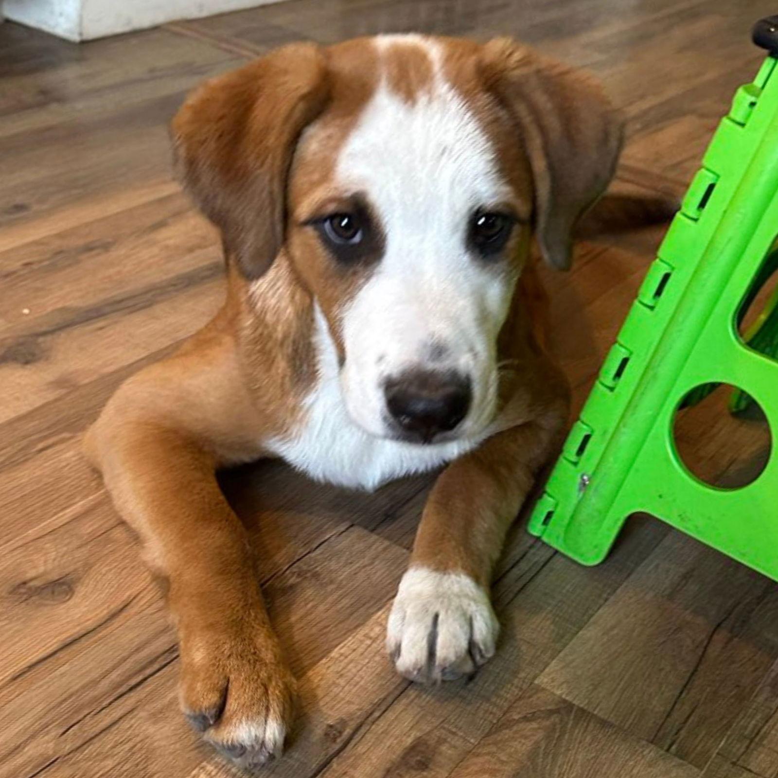 Enlarge Ty, a Adoptable Mixed Breed in Laramie, WY image 3/3