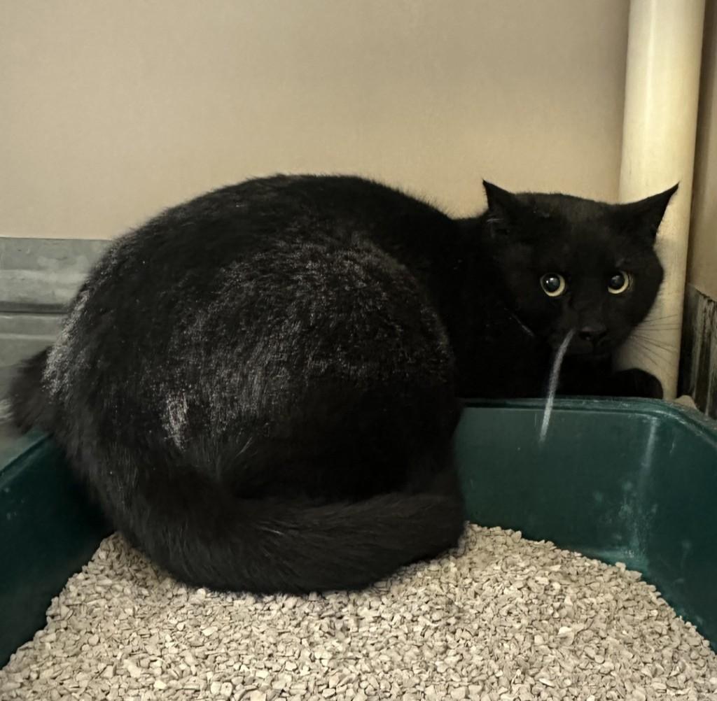 60244345, adopted, Adult Male Domestic Short Hair.