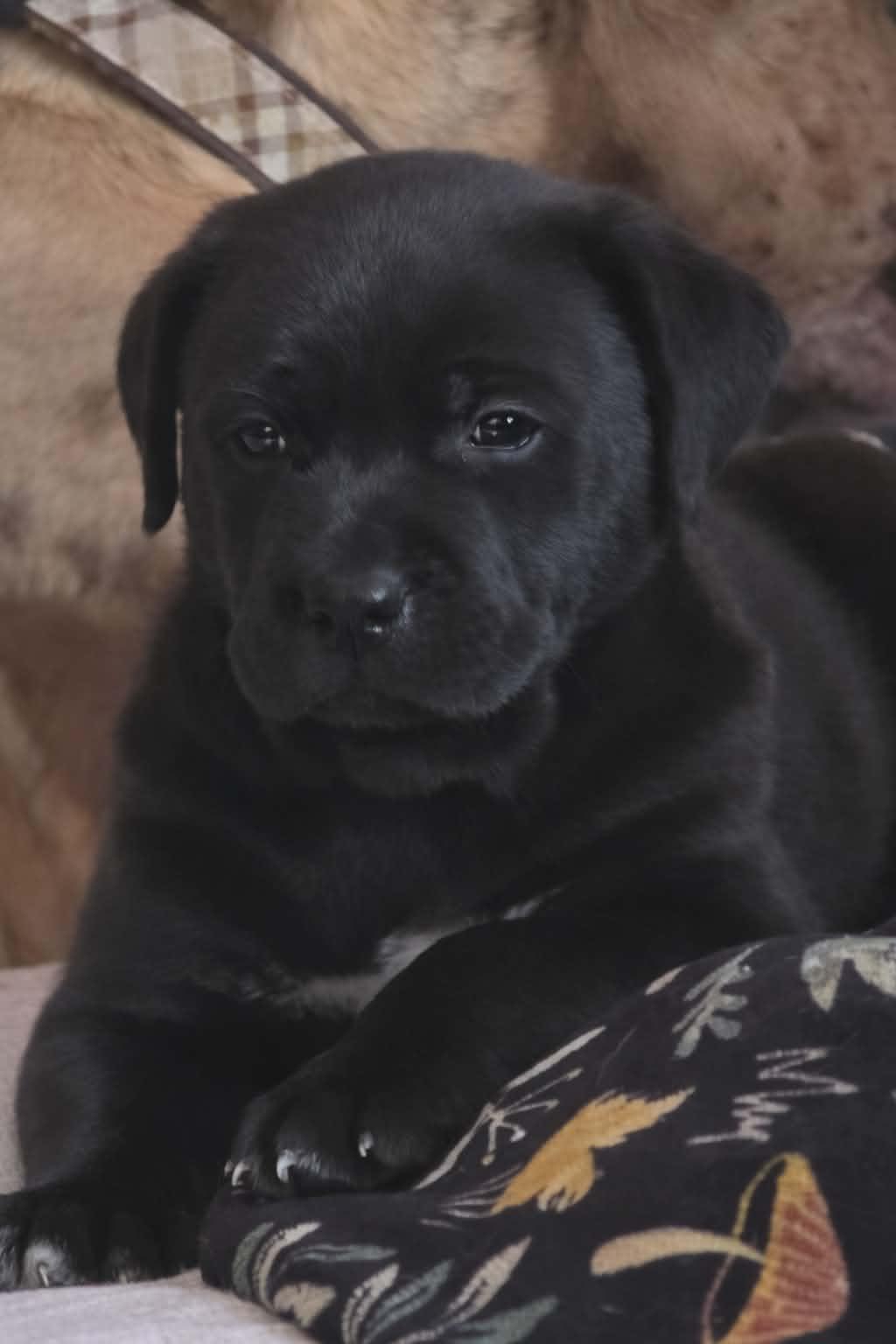 Enlarge Elvis, a ADOPTABLE Mixed Breed in Kenosha, WI image 3/4