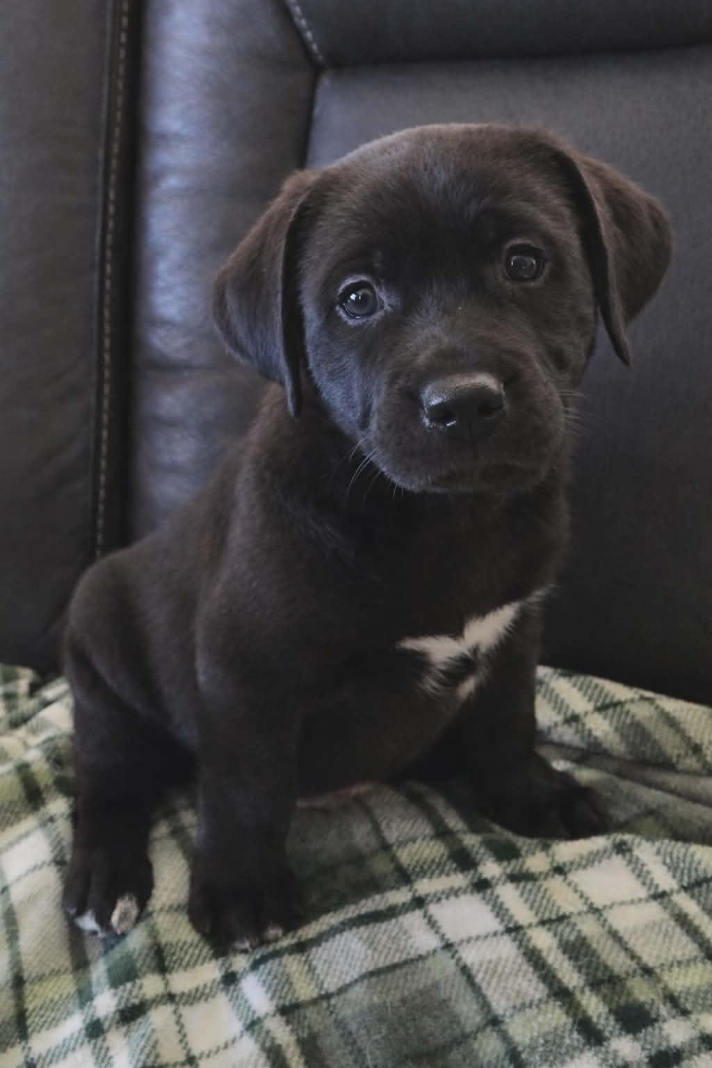 Enlarge Elvis, a ADOPTABLE Mixed Breed in Kenosha, WI image 2/4