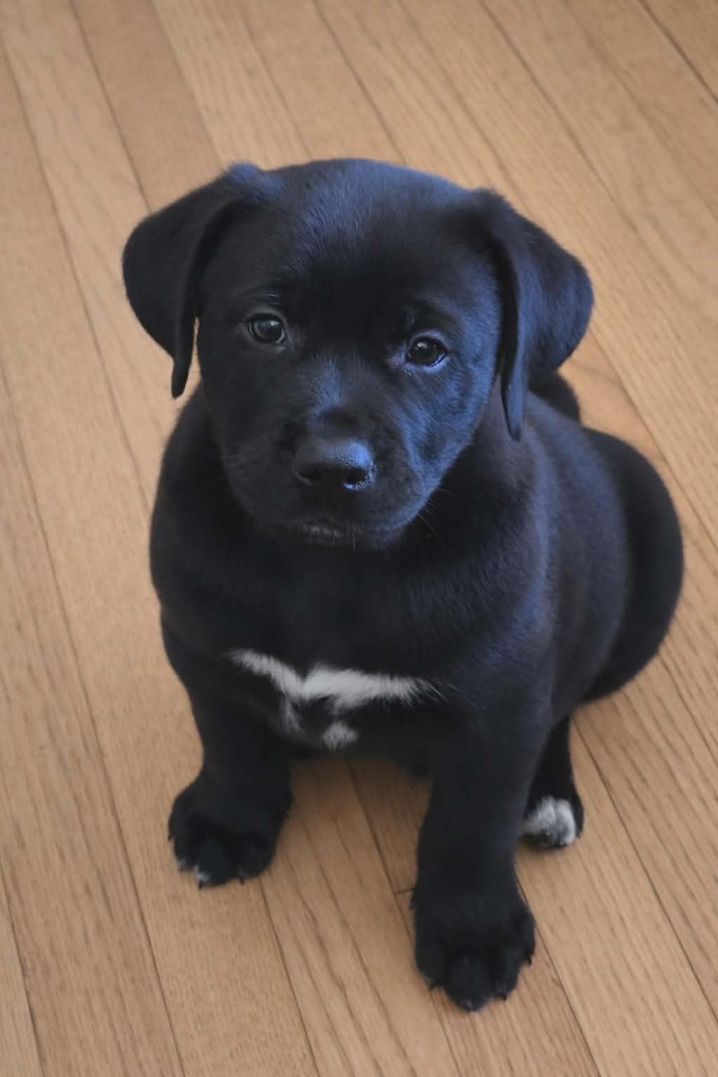 Enlarge Elvis, a ADOPTABLE Mixed Breed in Kenosha, WI image 4/4