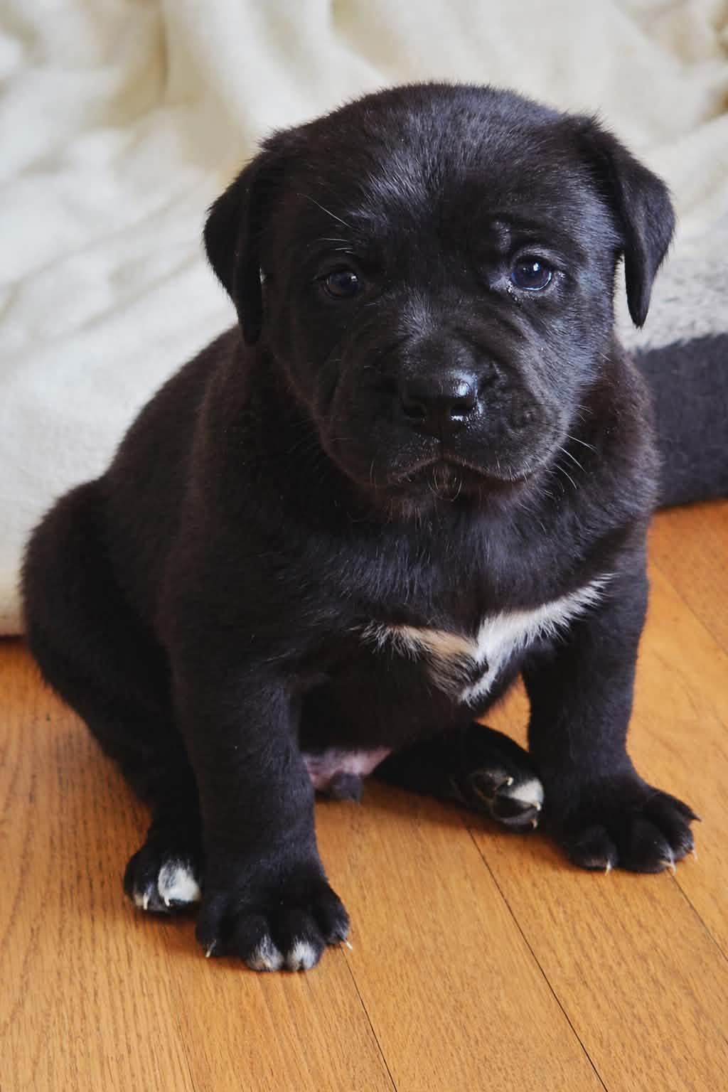 Enlarge Elvis, a ADOPTABLE Mixed Breed in Kenosha, WI image 1/4