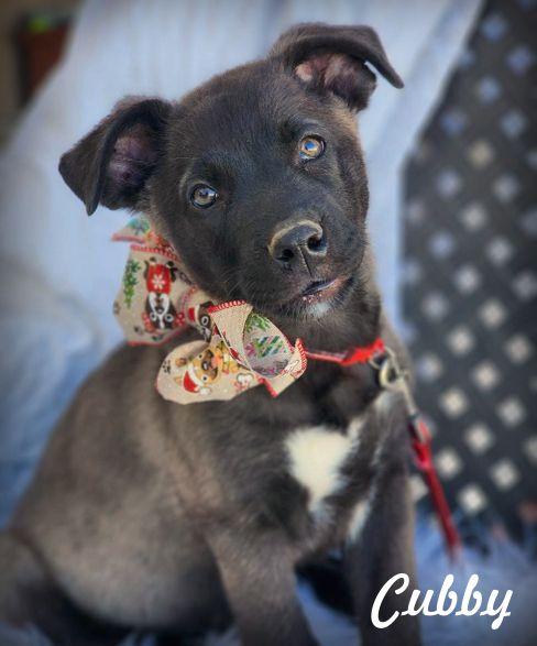 Cubby, Adoptable, Puppy Male Labrador Retriever & Belgian Shepherd / Malinois.