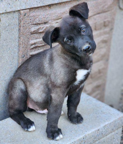 Enlarge Cubby, a Adoptable mixed breed in Anaheim Hills, CA image 2/3