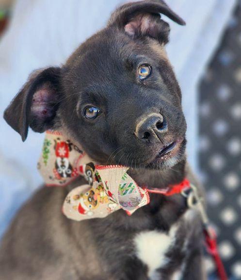 Enlarge Cubby, a Adoptable mixed breed in Anaheim Hills, CA image 3/3