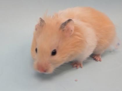 Blanquita, Adoptable, Young Female Hamster.