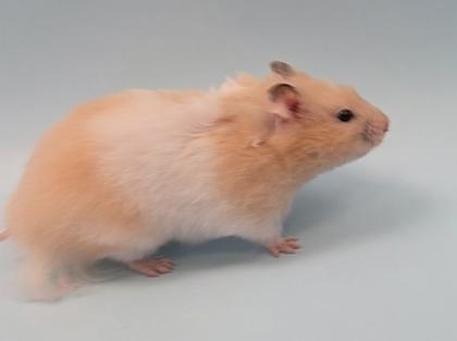 Blanquita, a Adoptable Hamster in Woodbury, MN image 2/2