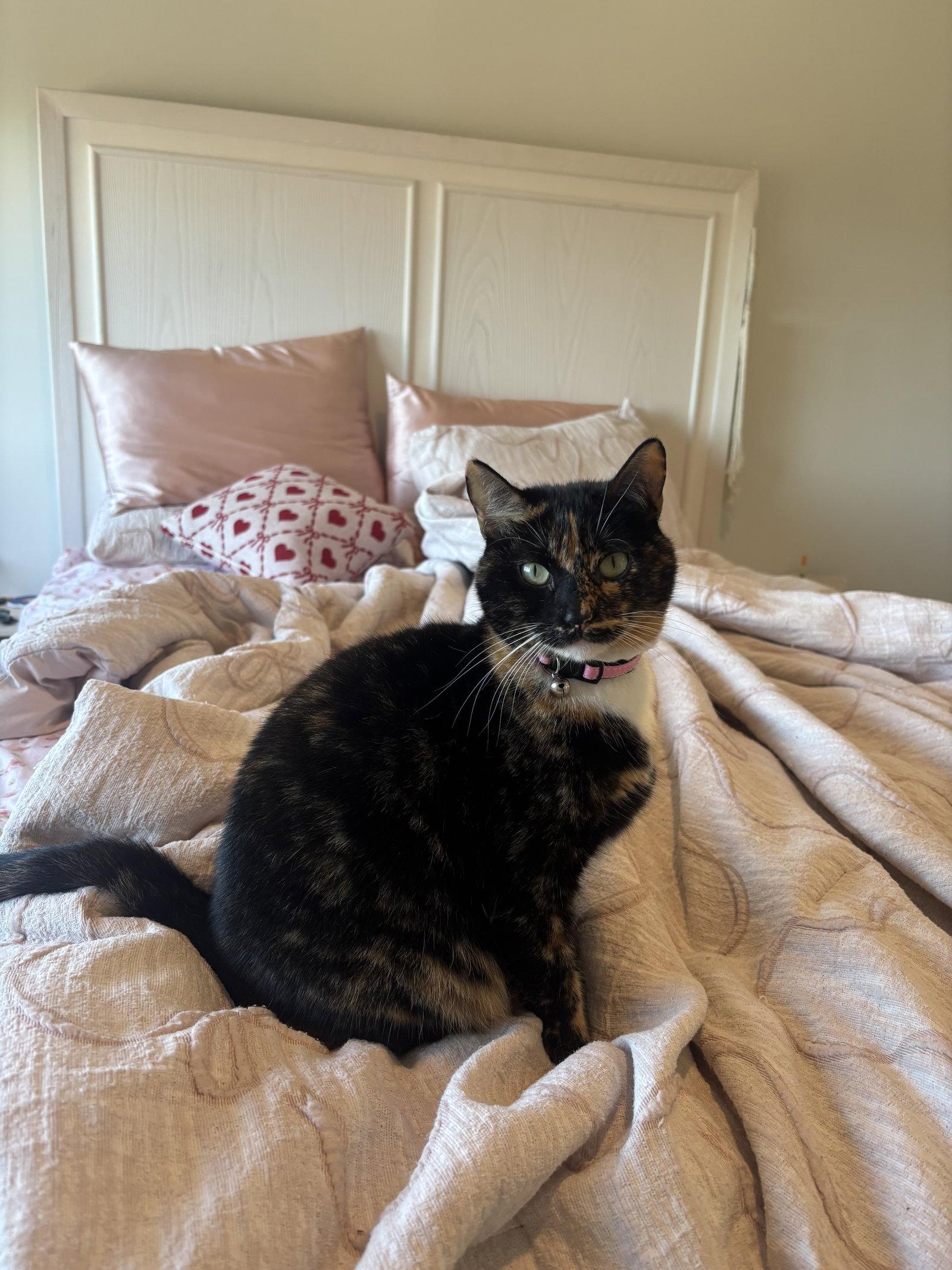 Tootsie, Adoptable, Adult Female Domestic Short Hair.