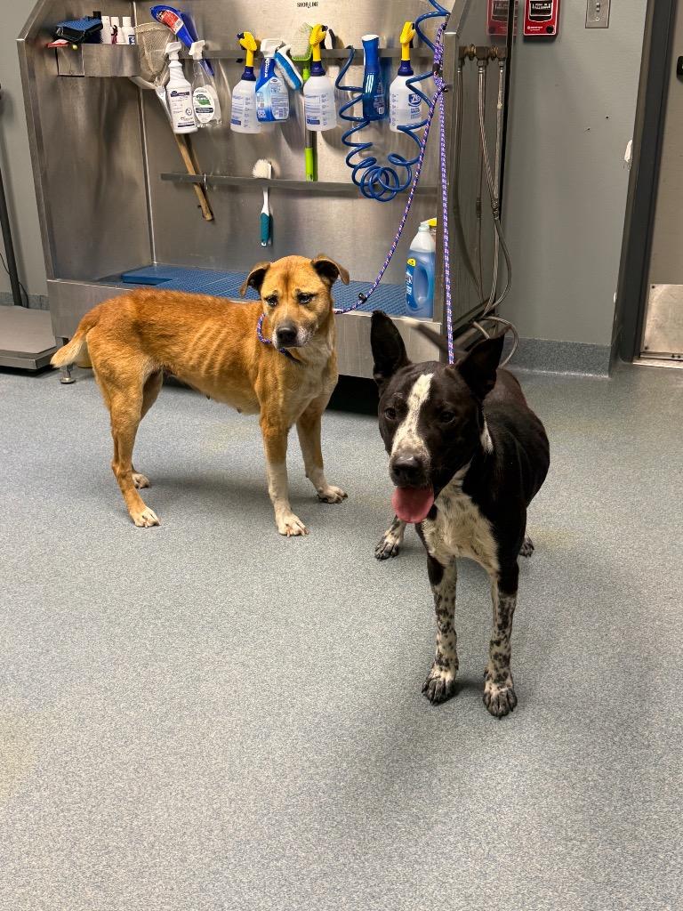 Enlarge Lincoln, a Adoptable Pit Bull Terrier in Sapulpa, OK image 1/1