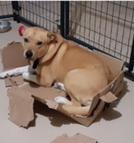 Enlarge Jack, a Adoptable mixed breed in Westminster, CO image 3/6