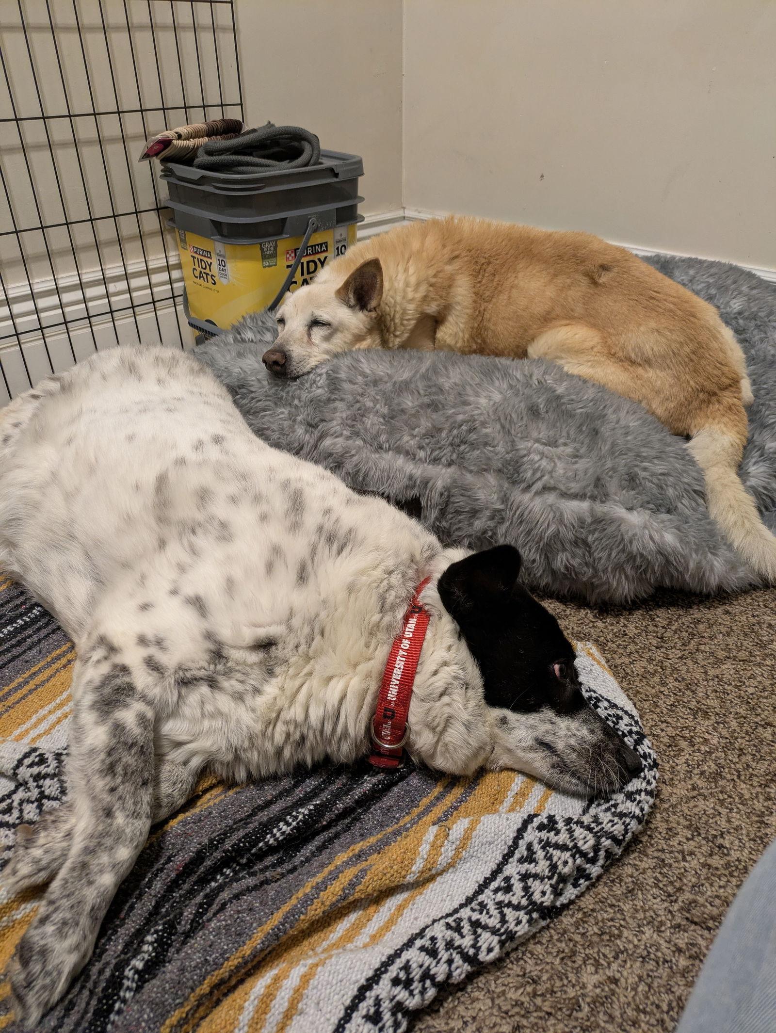 Miss Mayze, Adoptable, Senior Female Collie.