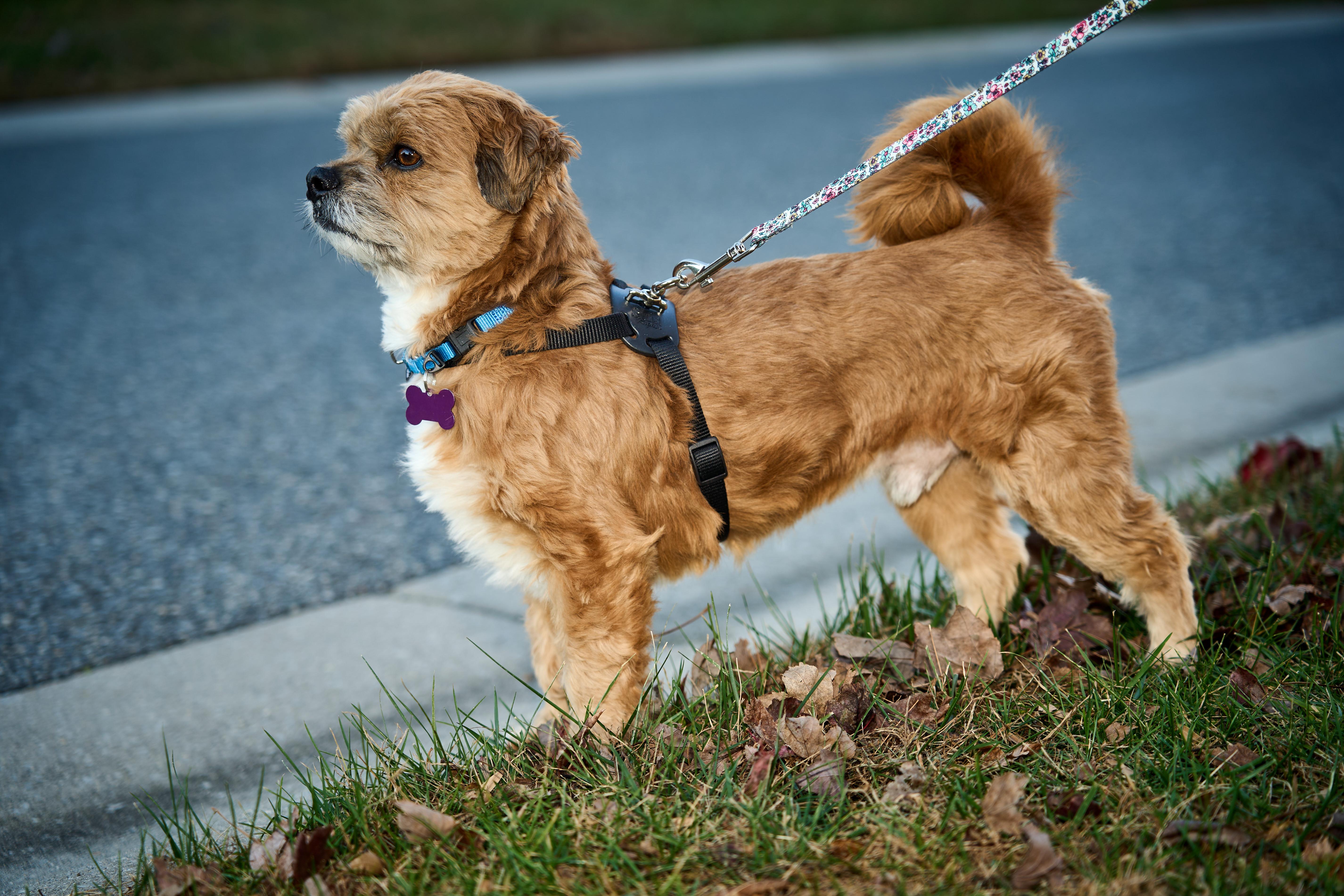 Maxie, Adoptable, Adult Male Lhasa Apso & Mixed Breed.