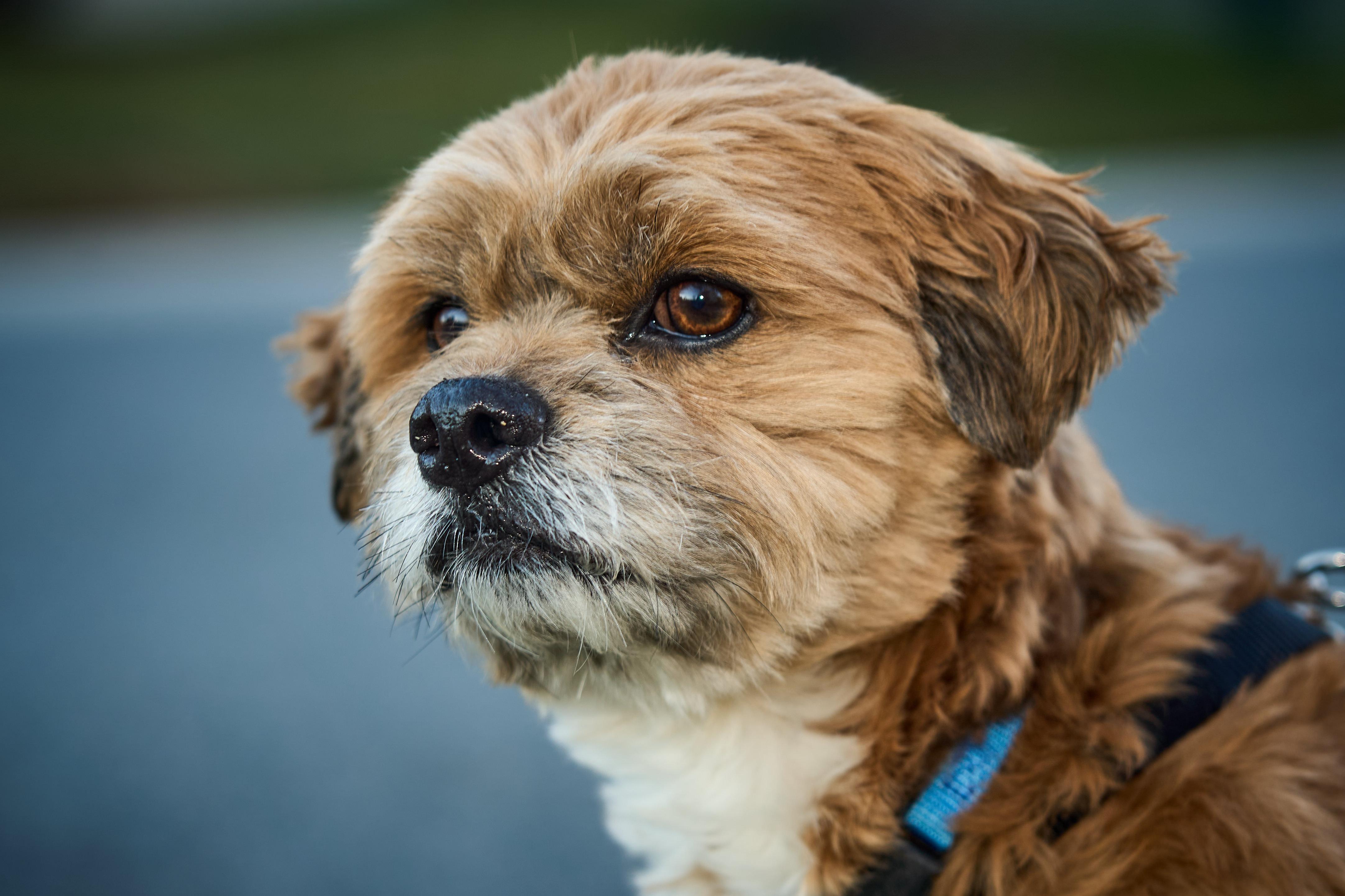 Enlarge Maxie, a Adoptable mixed breed in Ellicott City, MD image 2/6