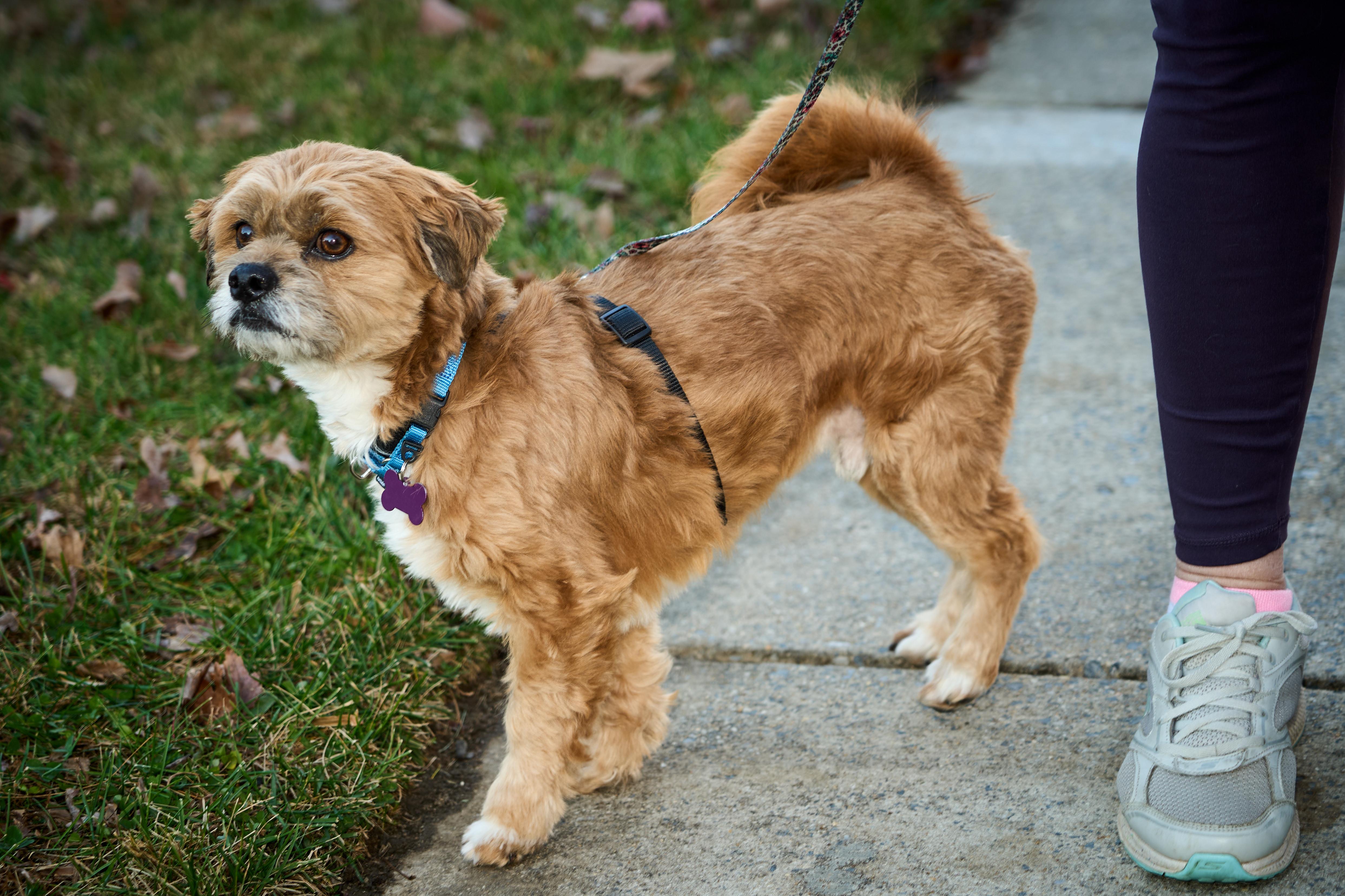 Enlarge Maxie, a Adoptable mixed breed in Ellicott City, MD image 3/6