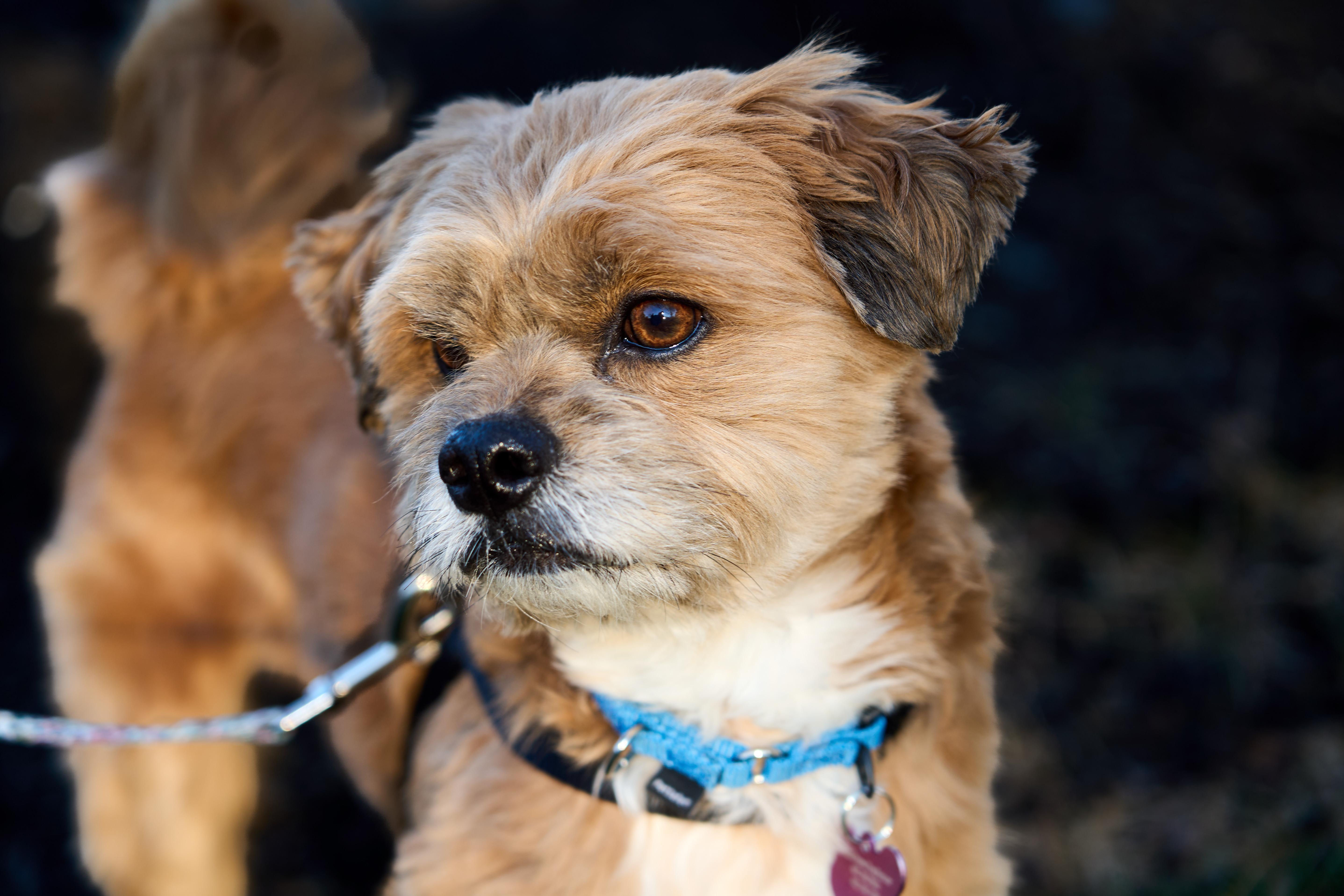 Enlarge Maxie, a Adoptable mixed breed in Ellicott City, MD image 5/6