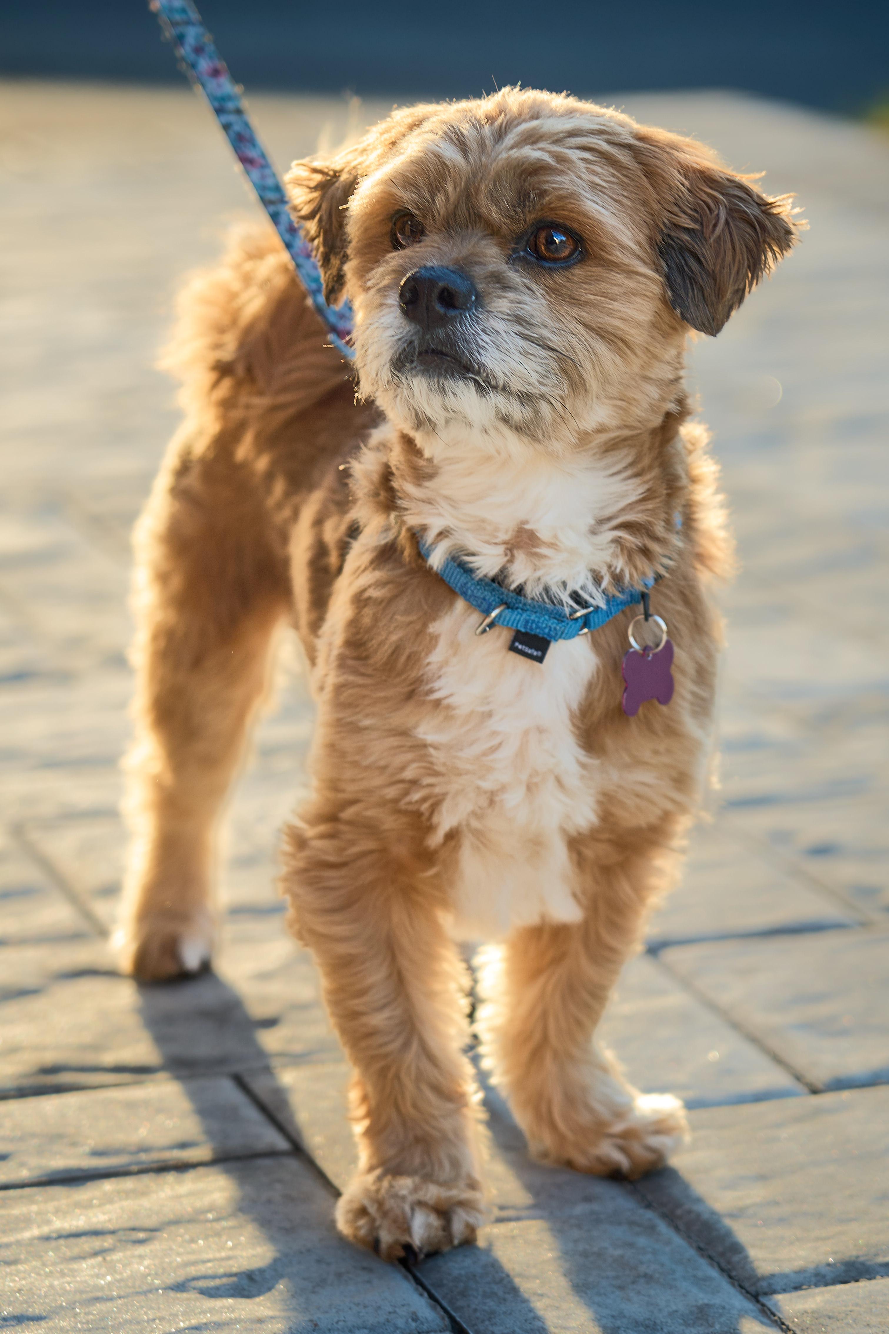 Enlarge Maxie, a Adoptable mixed breed in Ellicott City, MD image 6/6