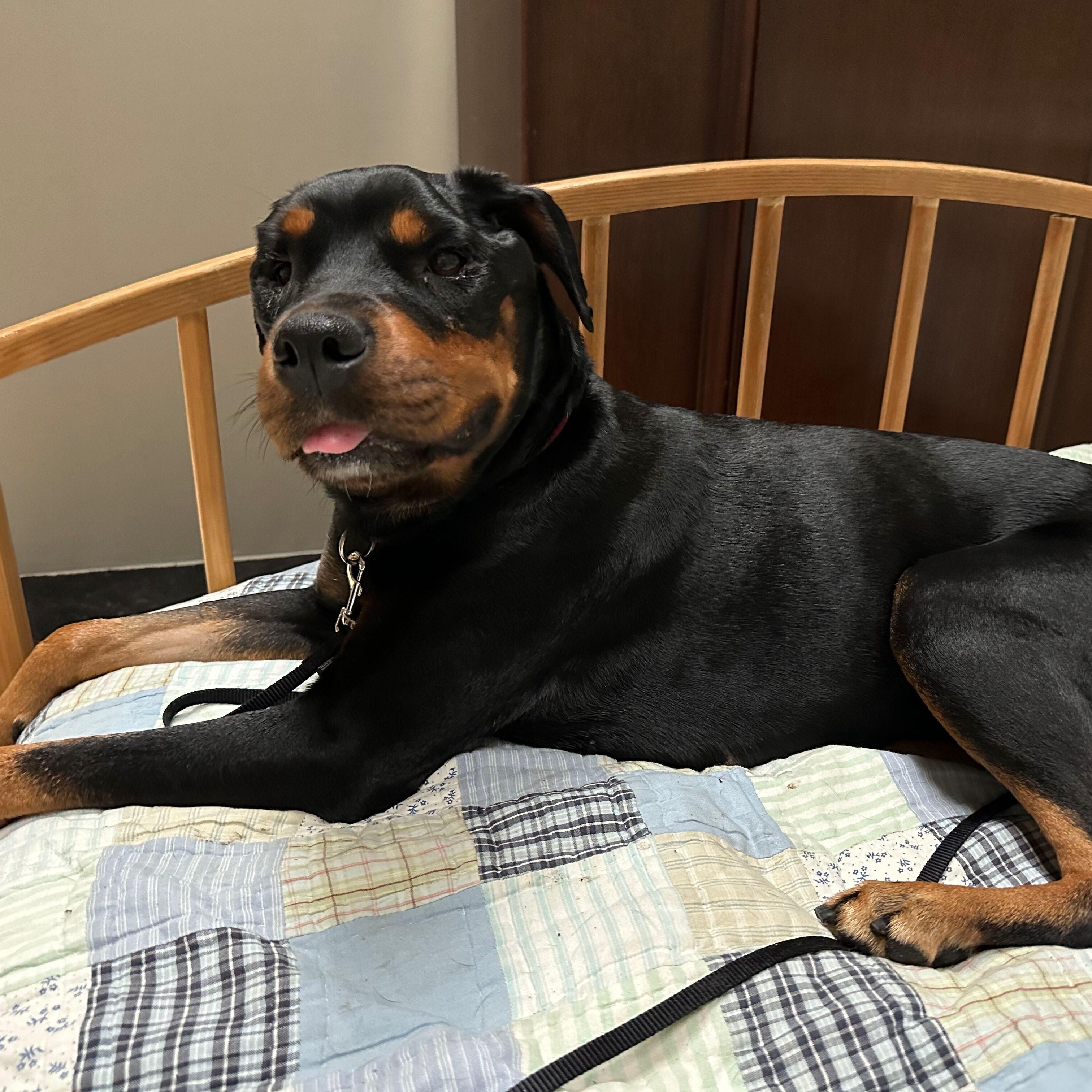 Enlarge Gigi, a ADOPTABLE Rottweiler in Sausalito, CA image 1/3