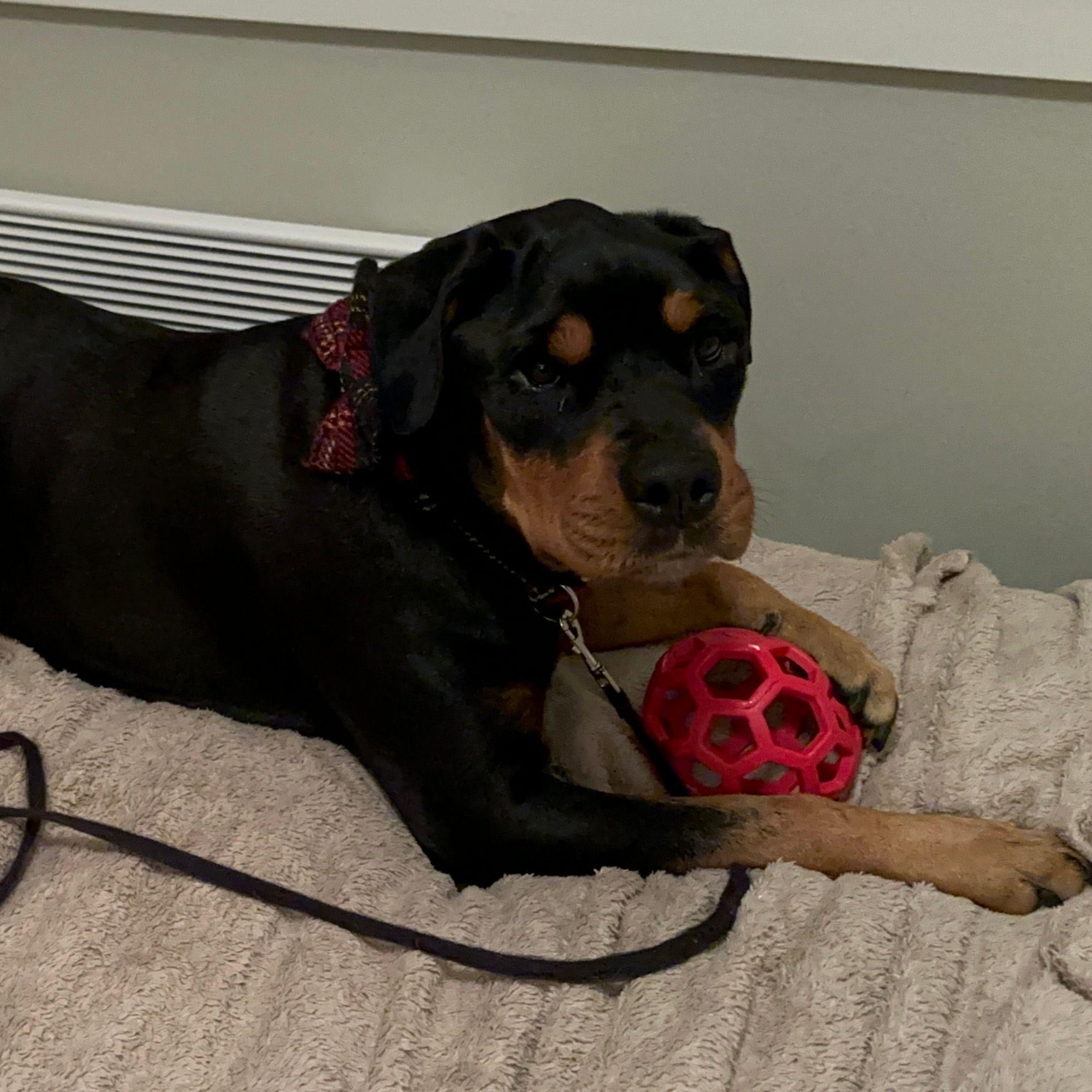 Enlarge Gigi, a ADOPTABLE Rottweiler in Sausalito, CA image 3/3