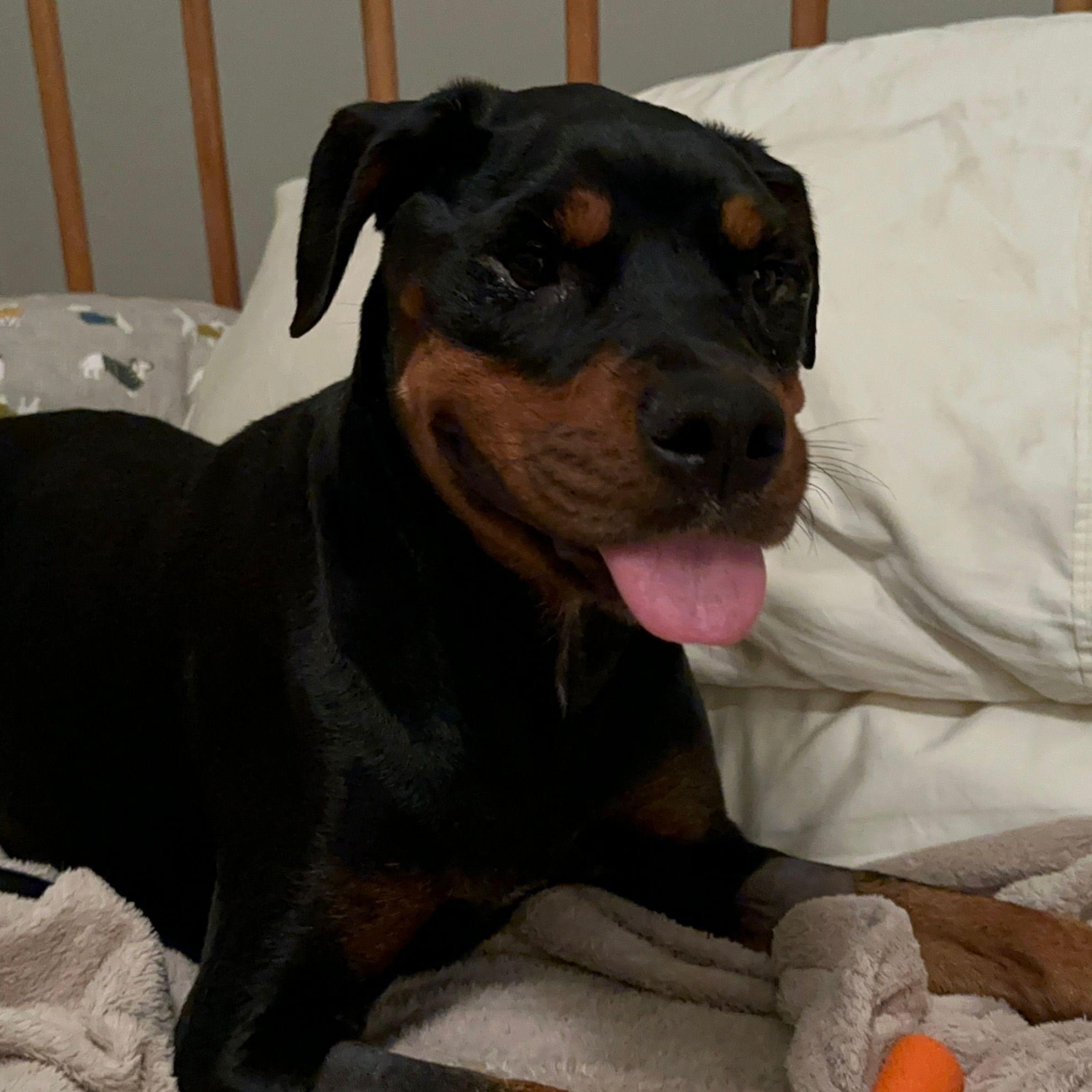 Enlarge Gigi, a ADOPTABLE Rottweiler in Sausalito, CA image 2/3
