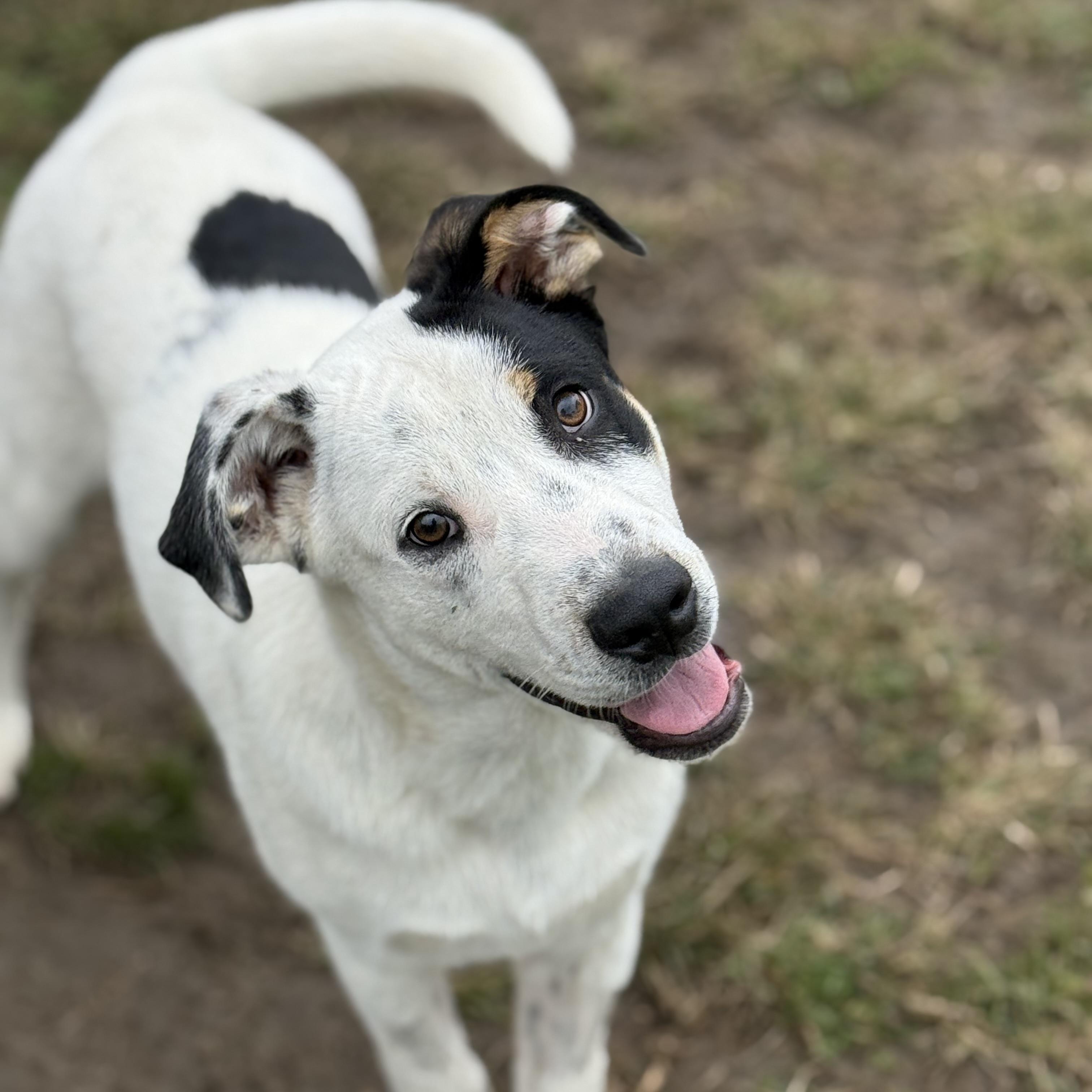 Enlarge Seek, a Adopted mixed breed in Glenolden, PA image 1/6